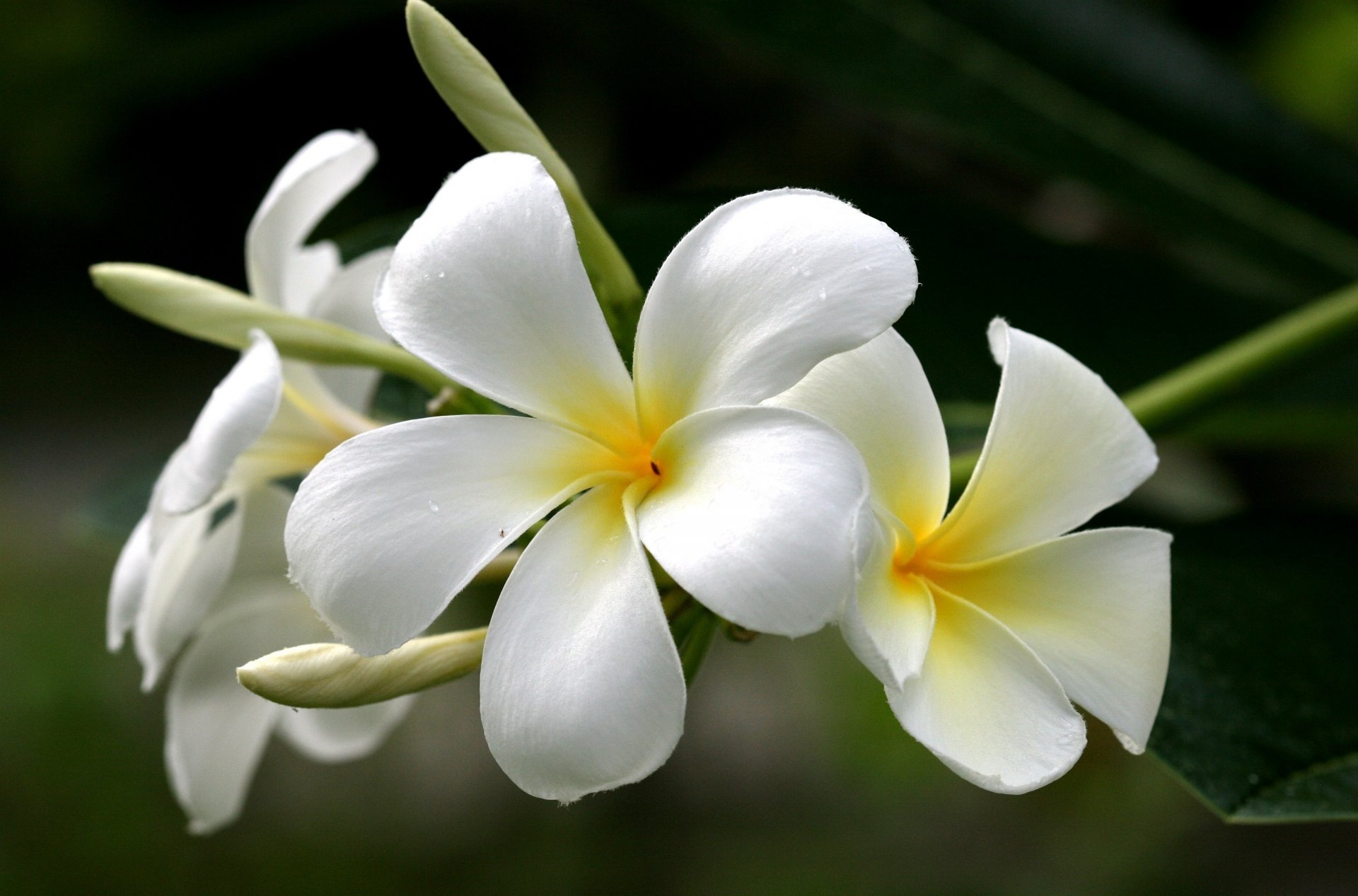 fiori plumeria frangipani giallo bianco