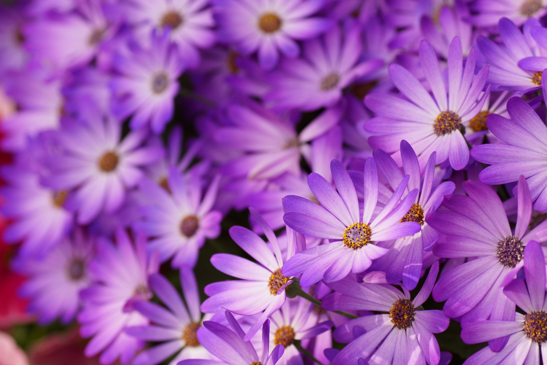 gänseblümchen flieder blütenblätter blumen makro unschärfe