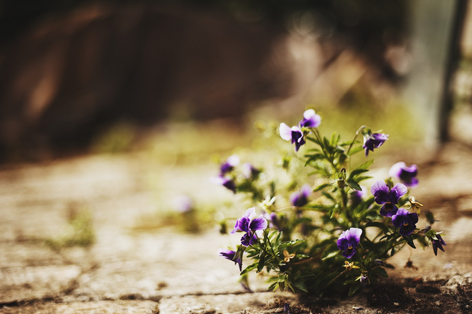 flower street light nature