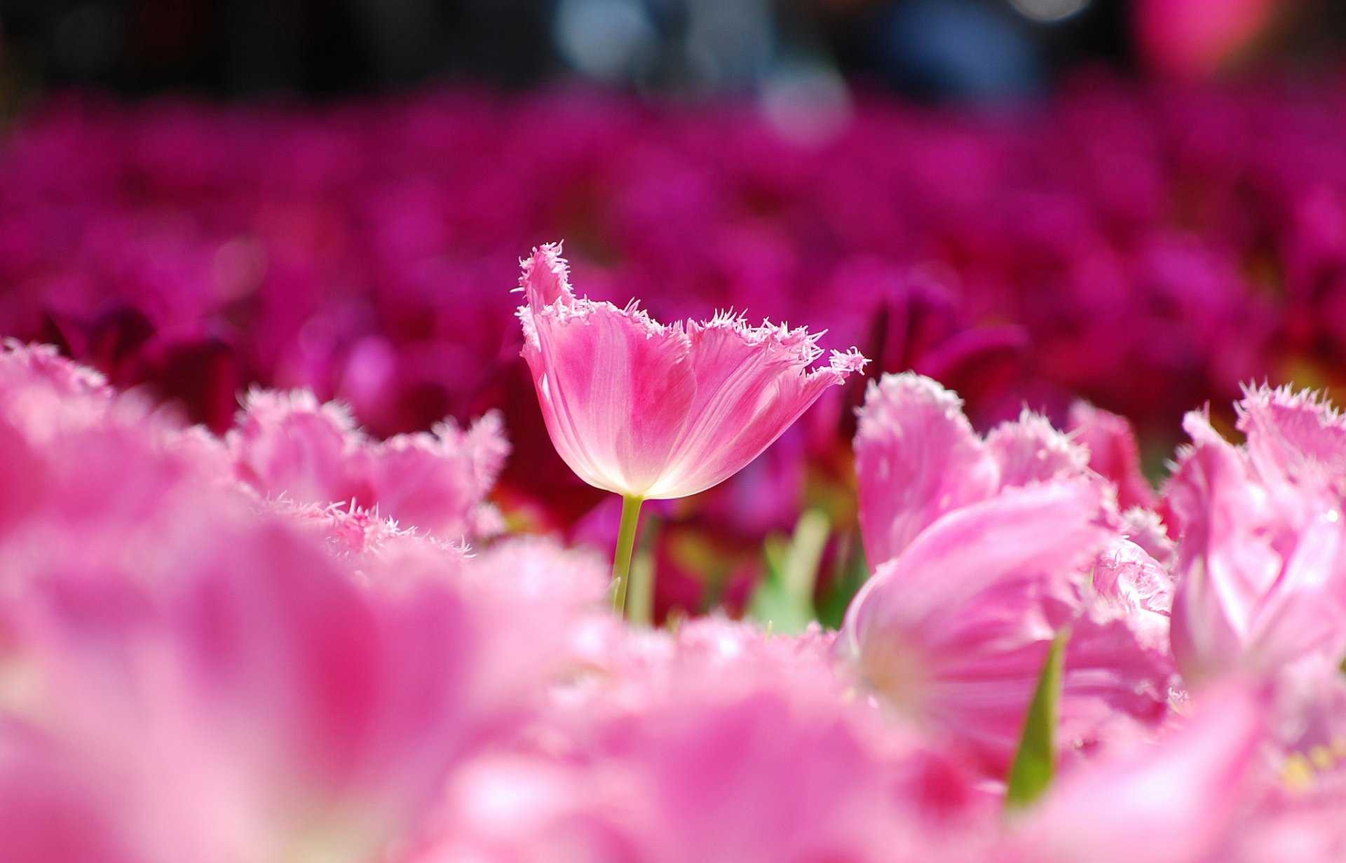 tulipany różowe płatki kwiaty pole makro rozmycie