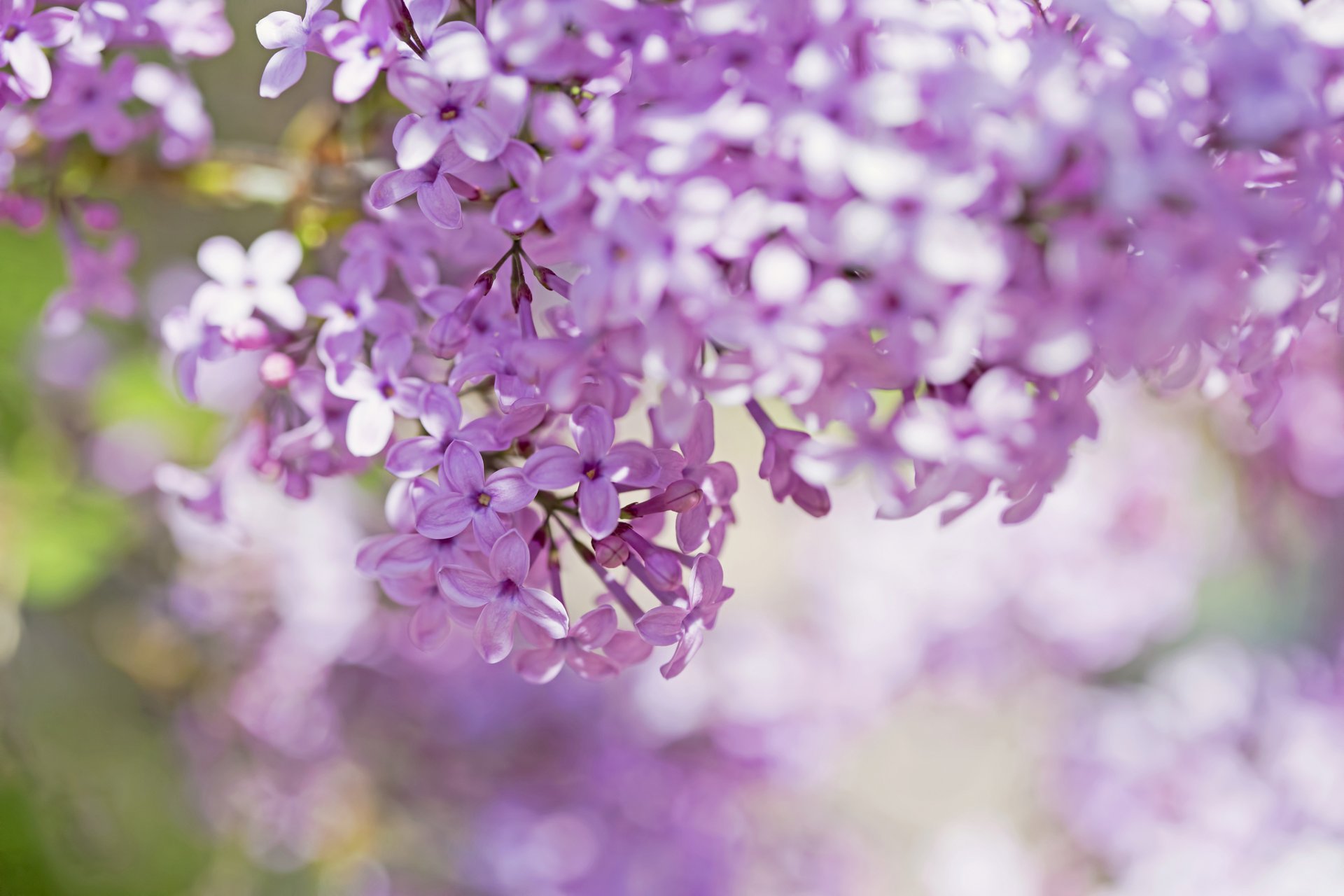 lilas rose pétales fleurs branches macro flou