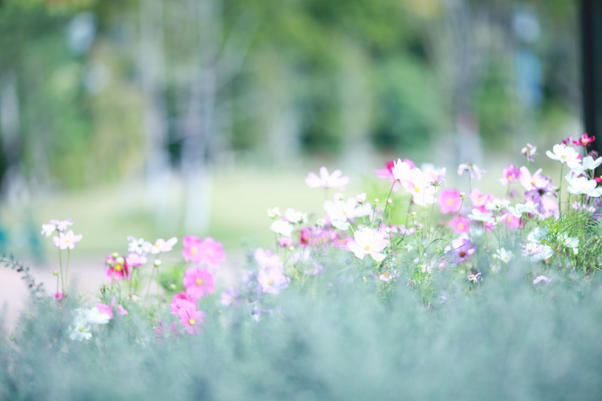 cosmée blanc rose clairière flou lumière printemps