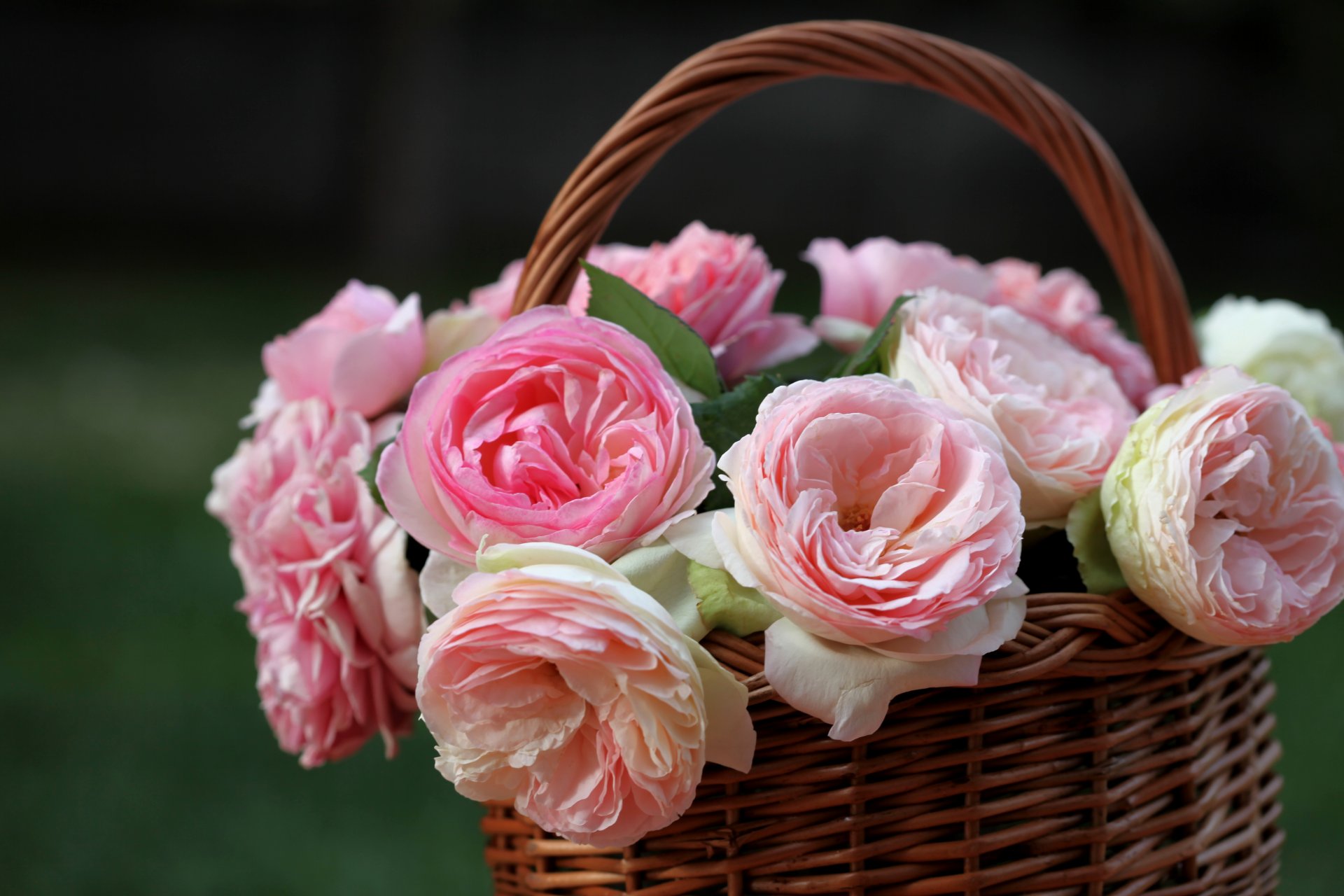 roses basket buds © elena di guardo