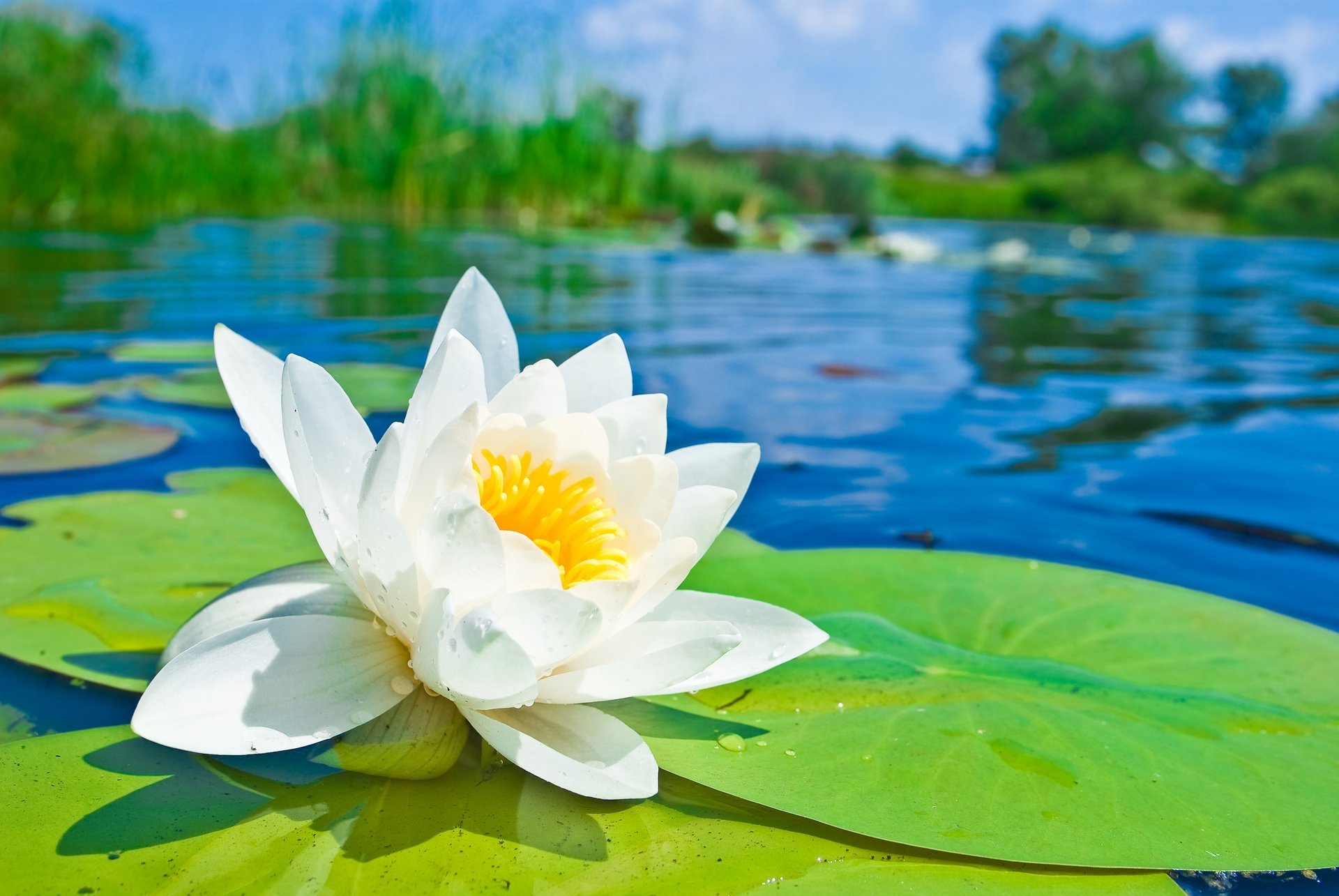 ninfea loto ninfea bianco fiore petali stagno stagno