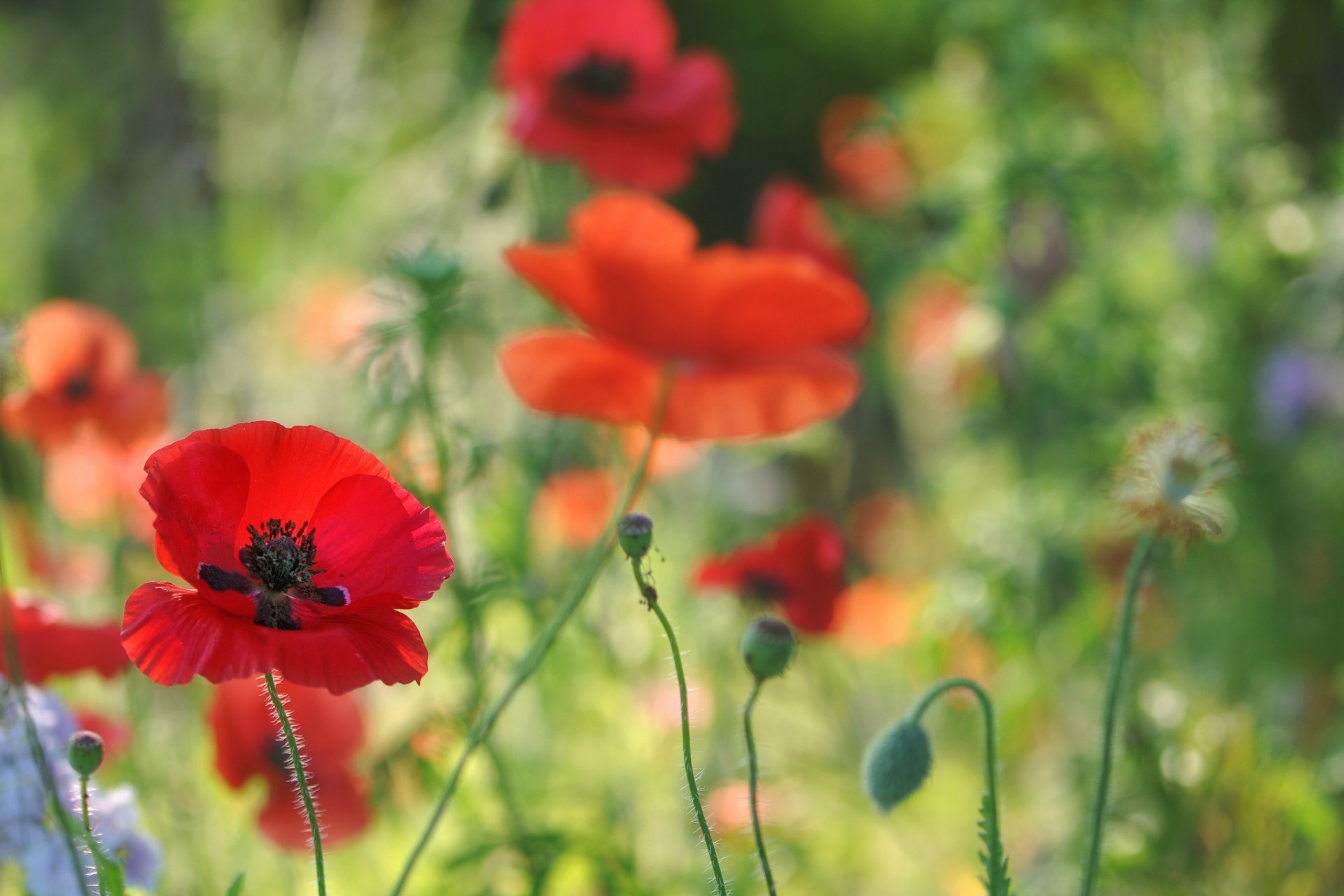 poppies red flower the field close up blur