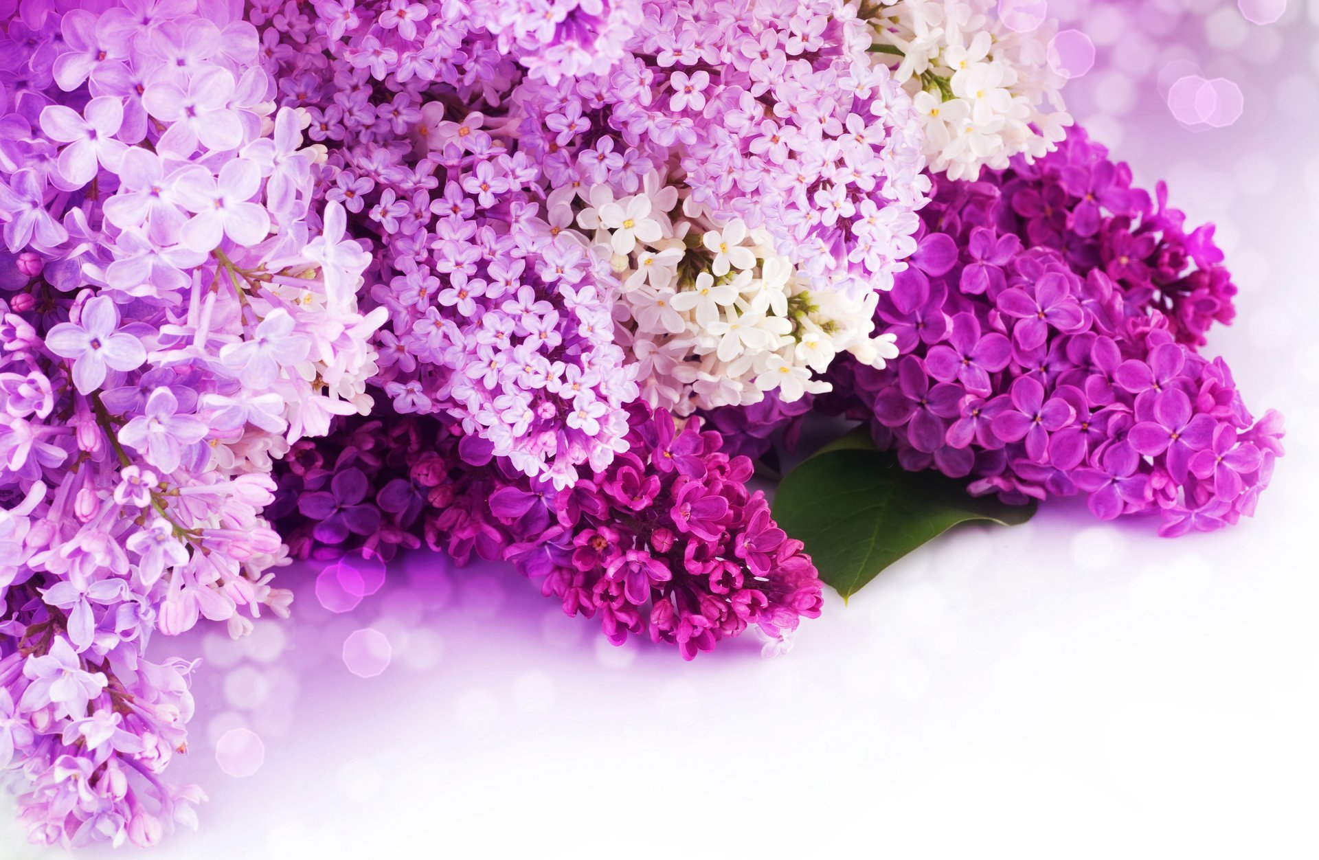 lilas fleurs pétales violet blanc bokeh