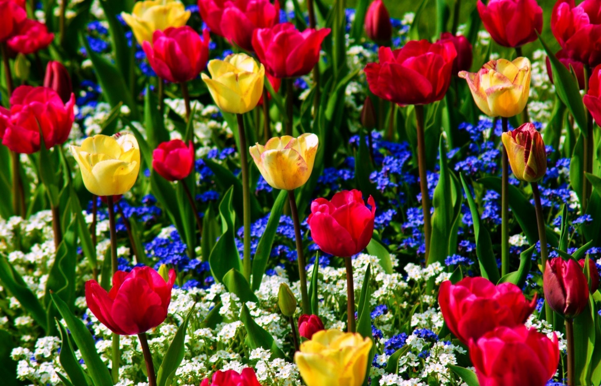 tulips yellow red me-nots blue white flowers buds nature green