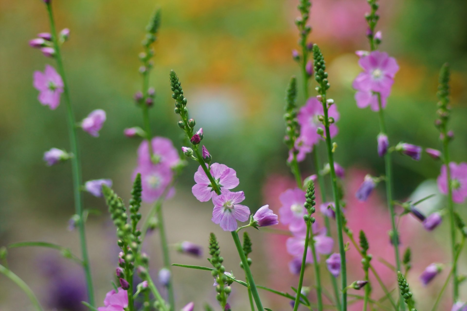 blumen feld makro rosa blütenstände zweige natur