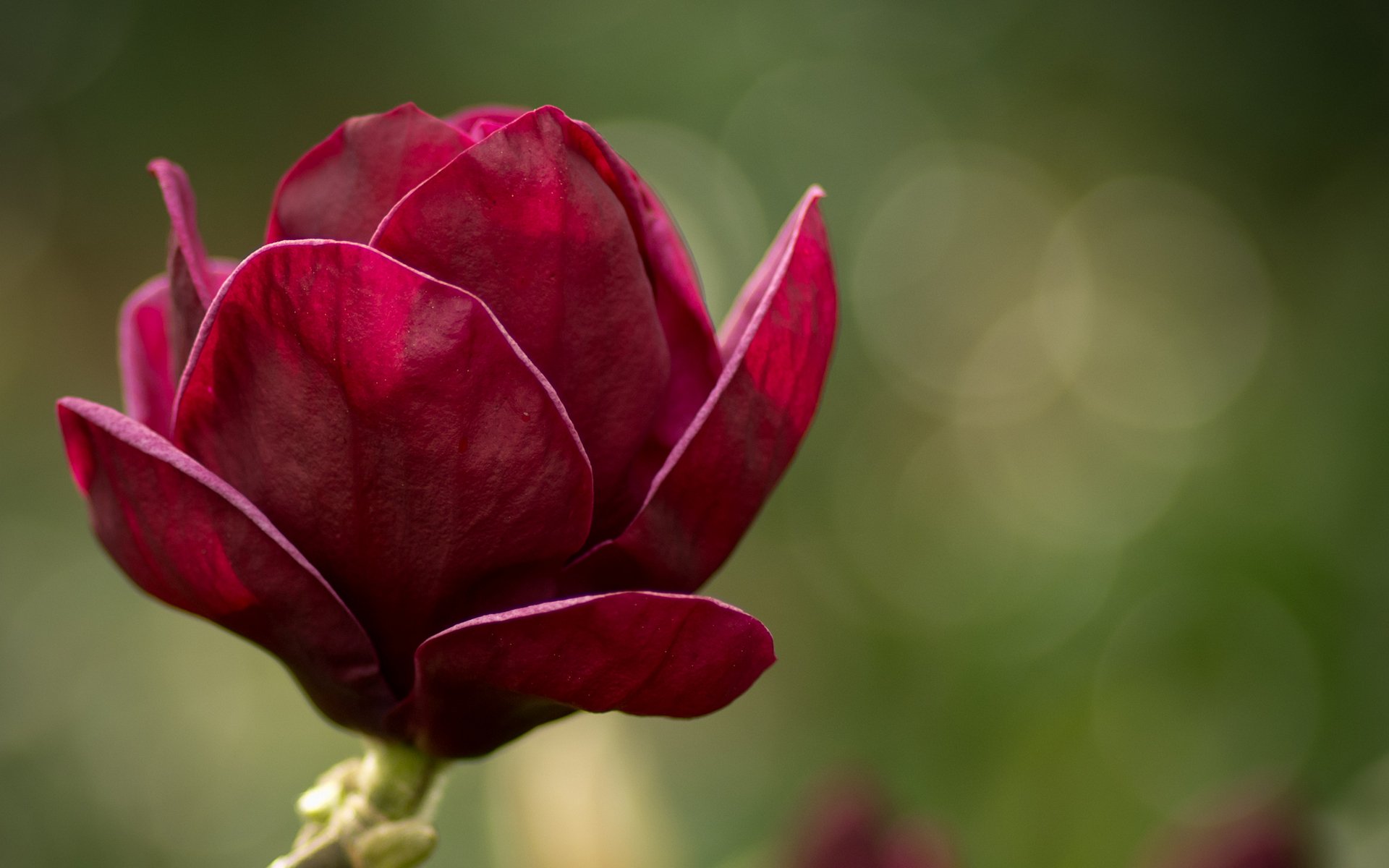 magnolie blumen blume makro grün rosa blütenblätter natur