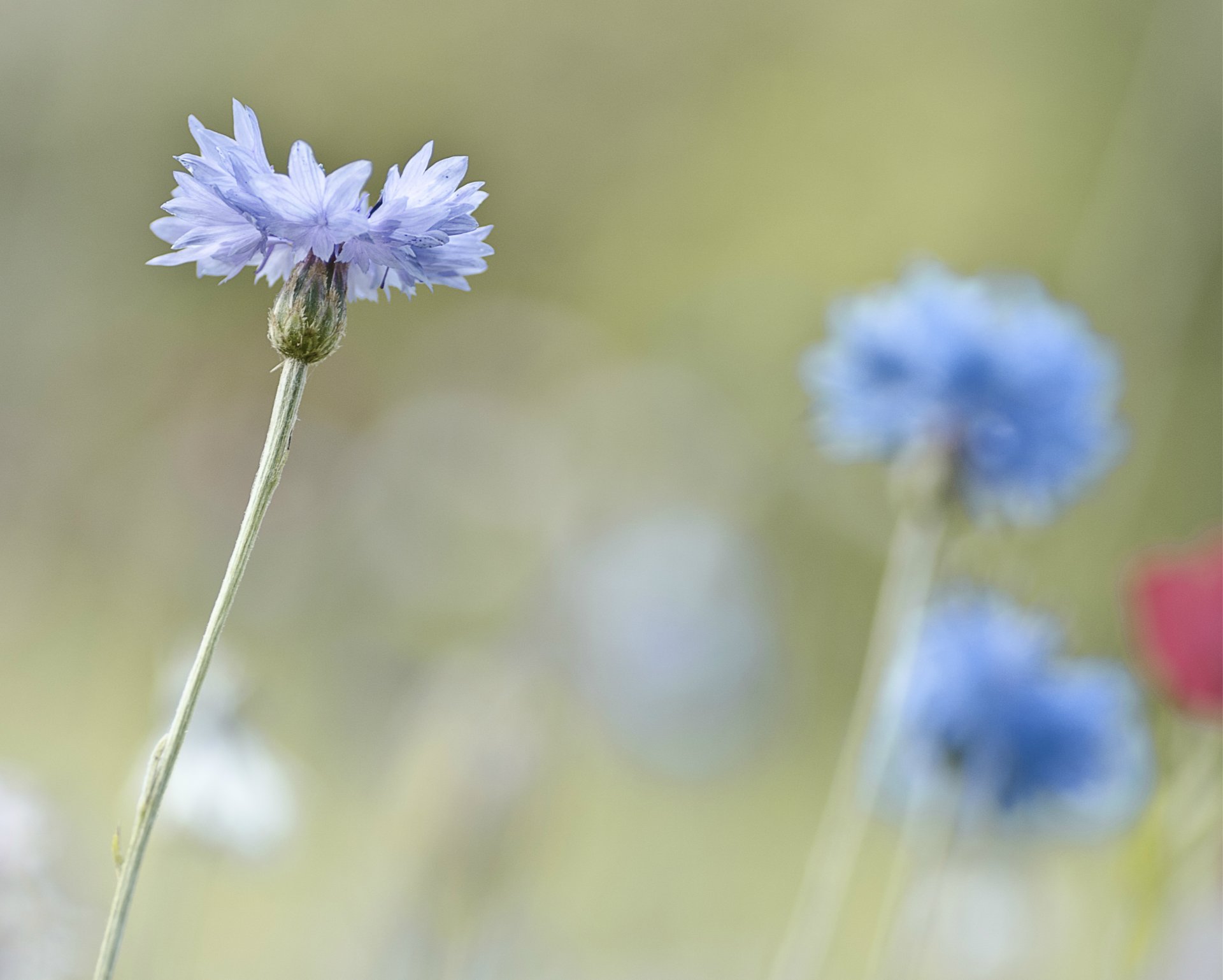 cornflowers light blue close up blur focu