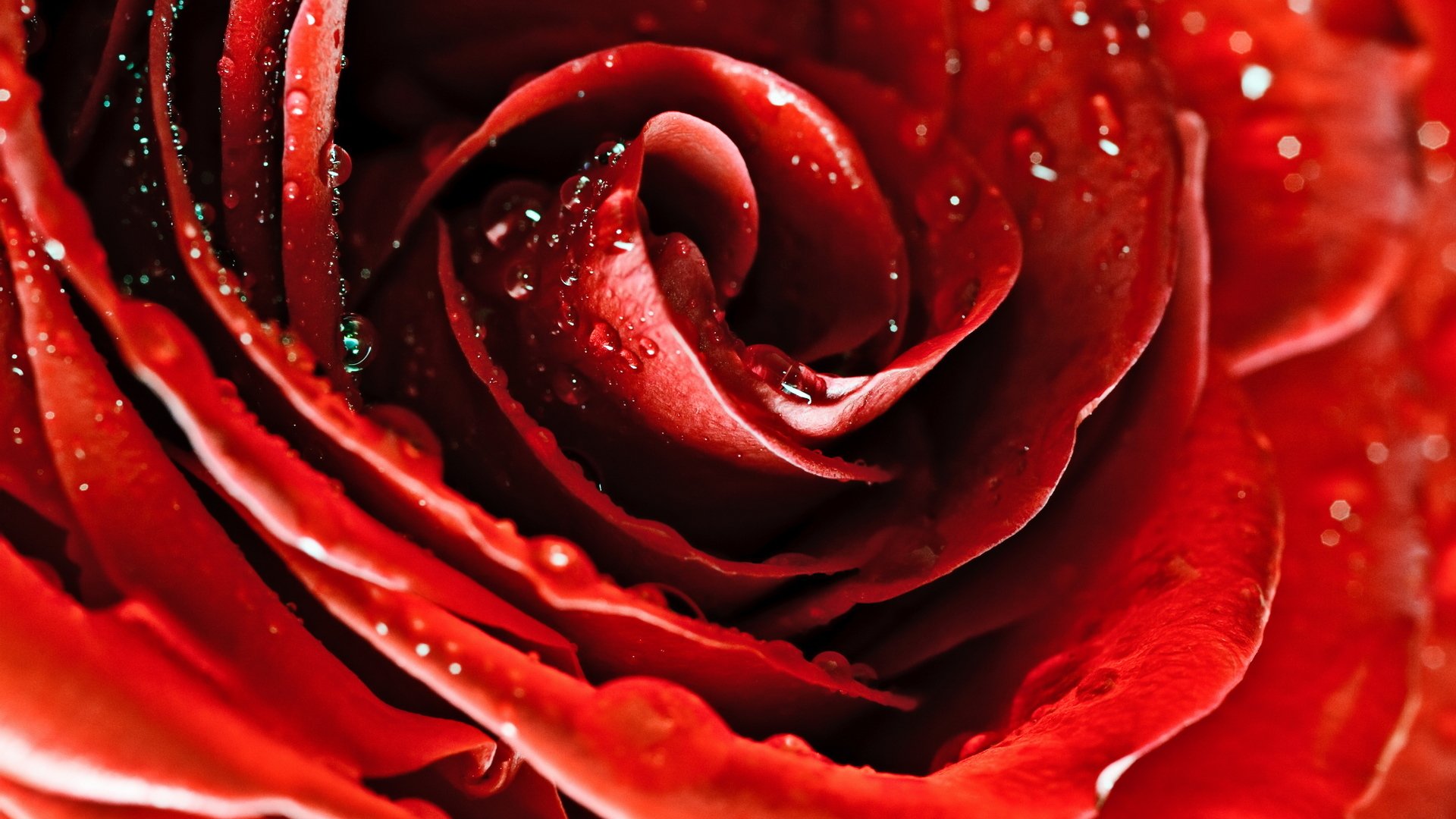 flowers flower rose red macro petals dew drop