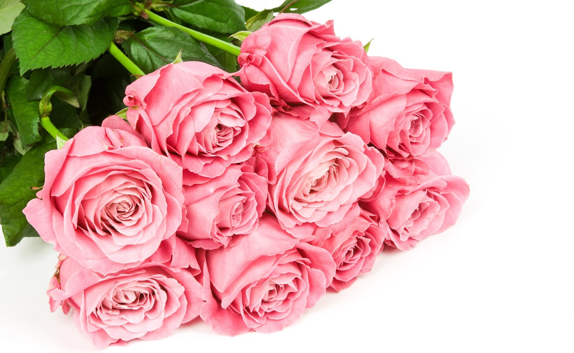 roses pink bouquet flower white background