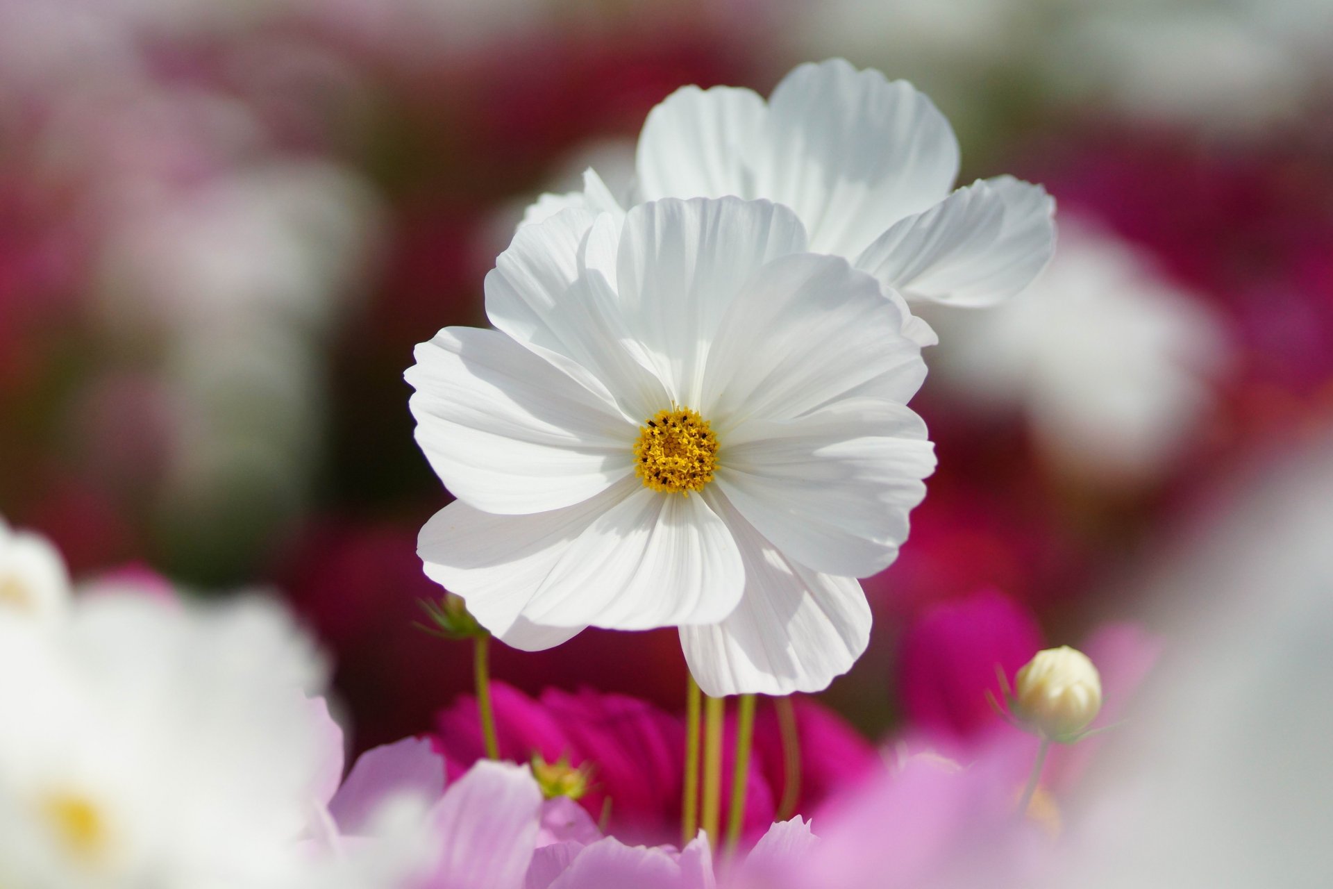 kosmea blumen weiß feld rosa makro