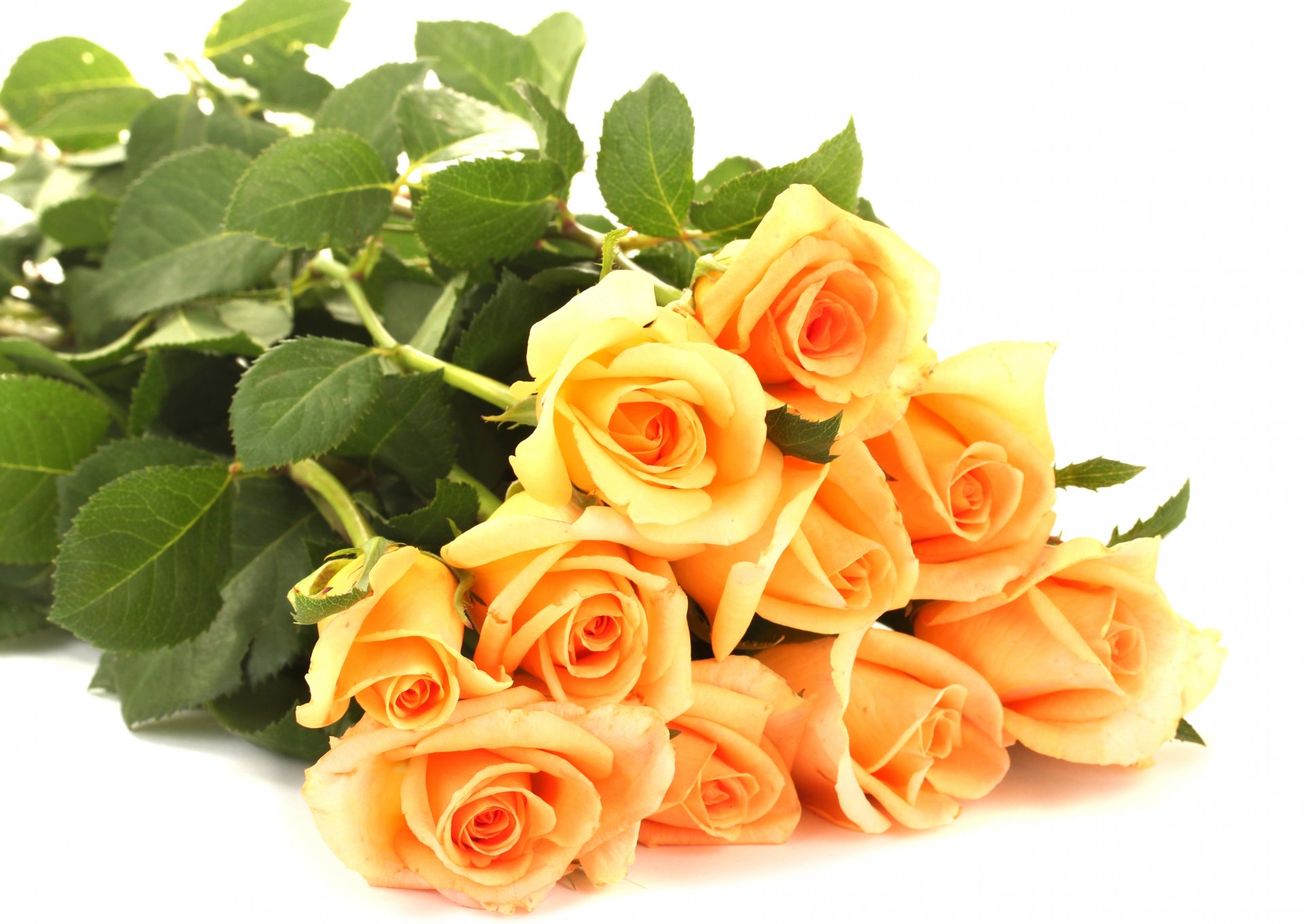 roses orange flower bouquet petals leaves white background