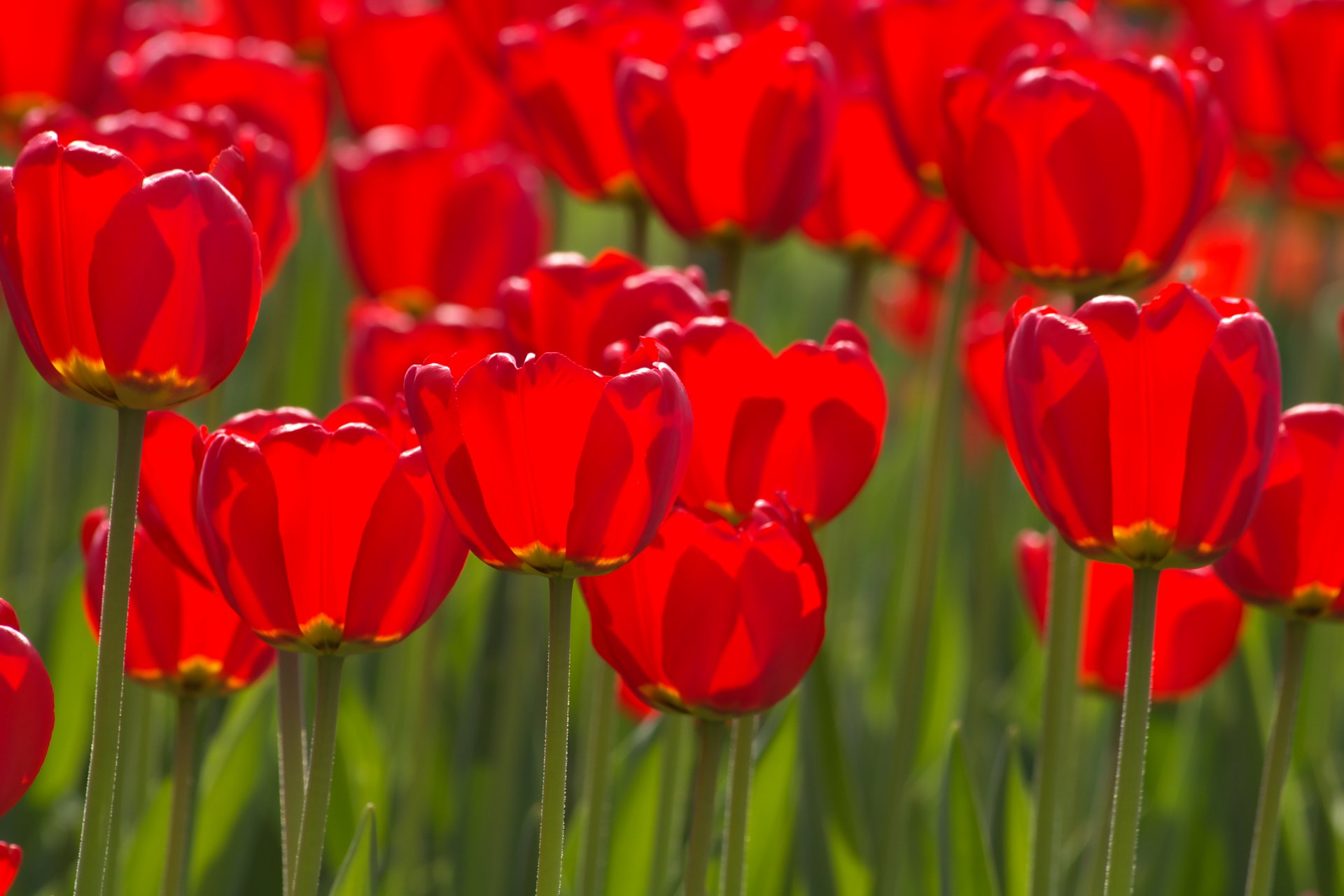 blumen blume tulpen tulpe stiele knospen blütenblätter frühling