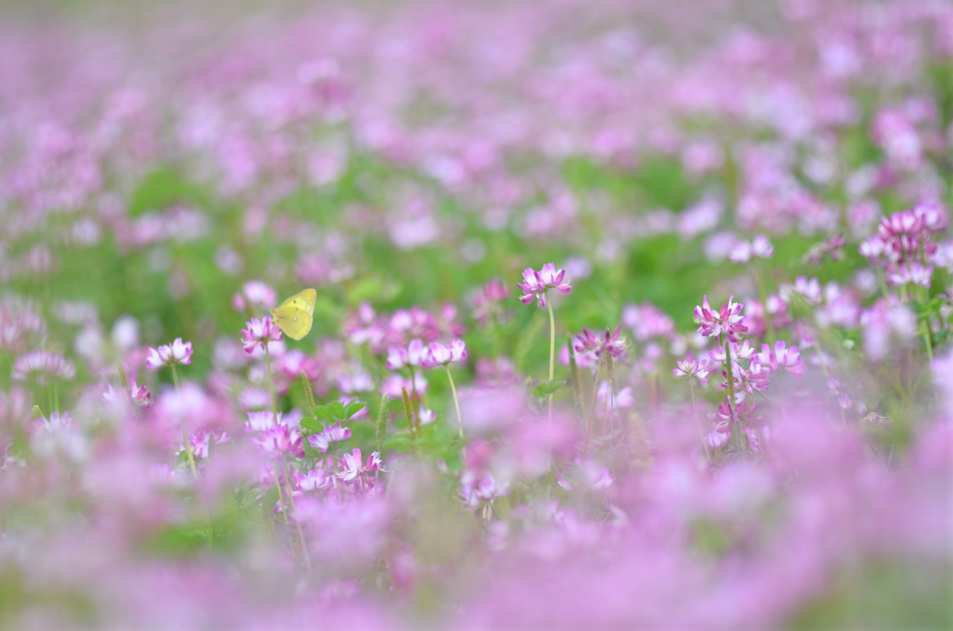 clover pink field grass plants butterfly blur lightness summer close up