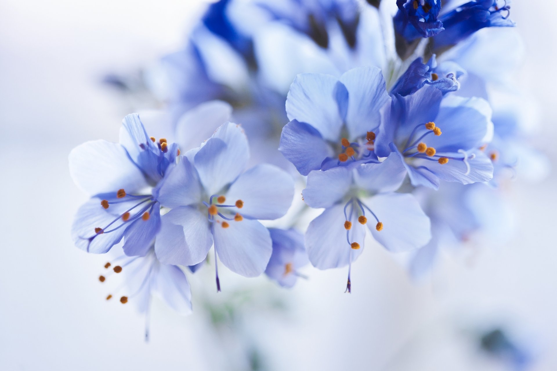 fleurs bleu fond flou