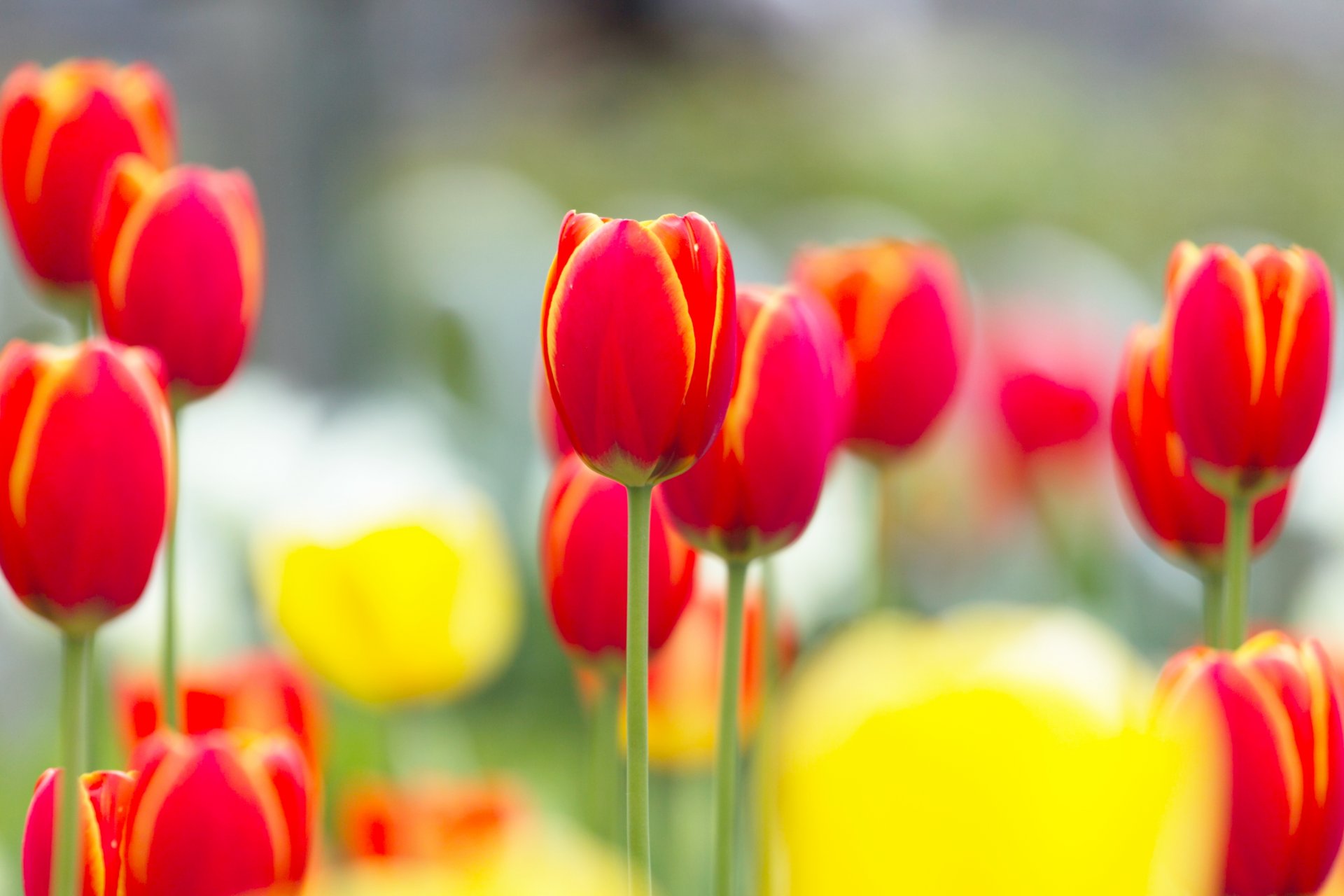 tulipany czerwone żółte kwiaty pąki łodygi polana światło wiosna natura