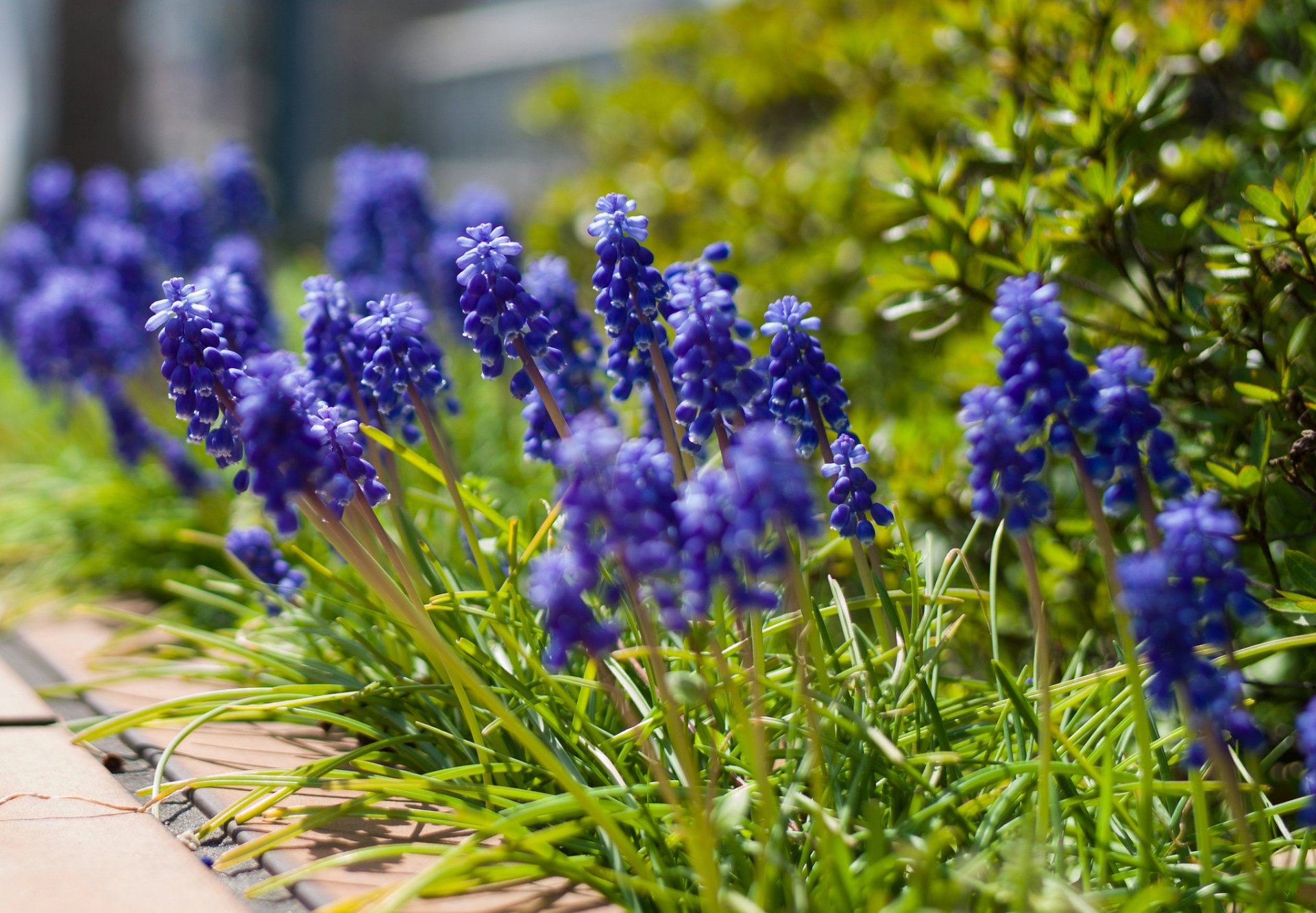 muscari niebieski kwiaty makro rozmycie