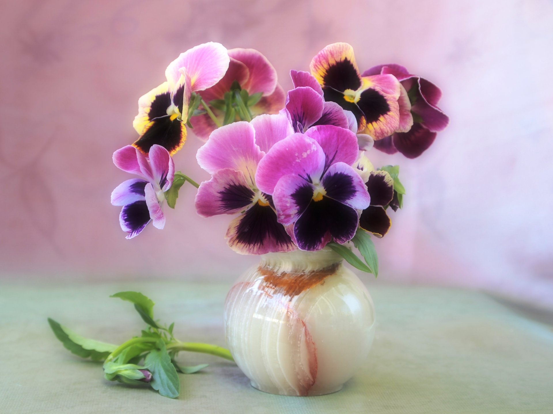 fleurs nature morte vase bouquet violettes tendresse