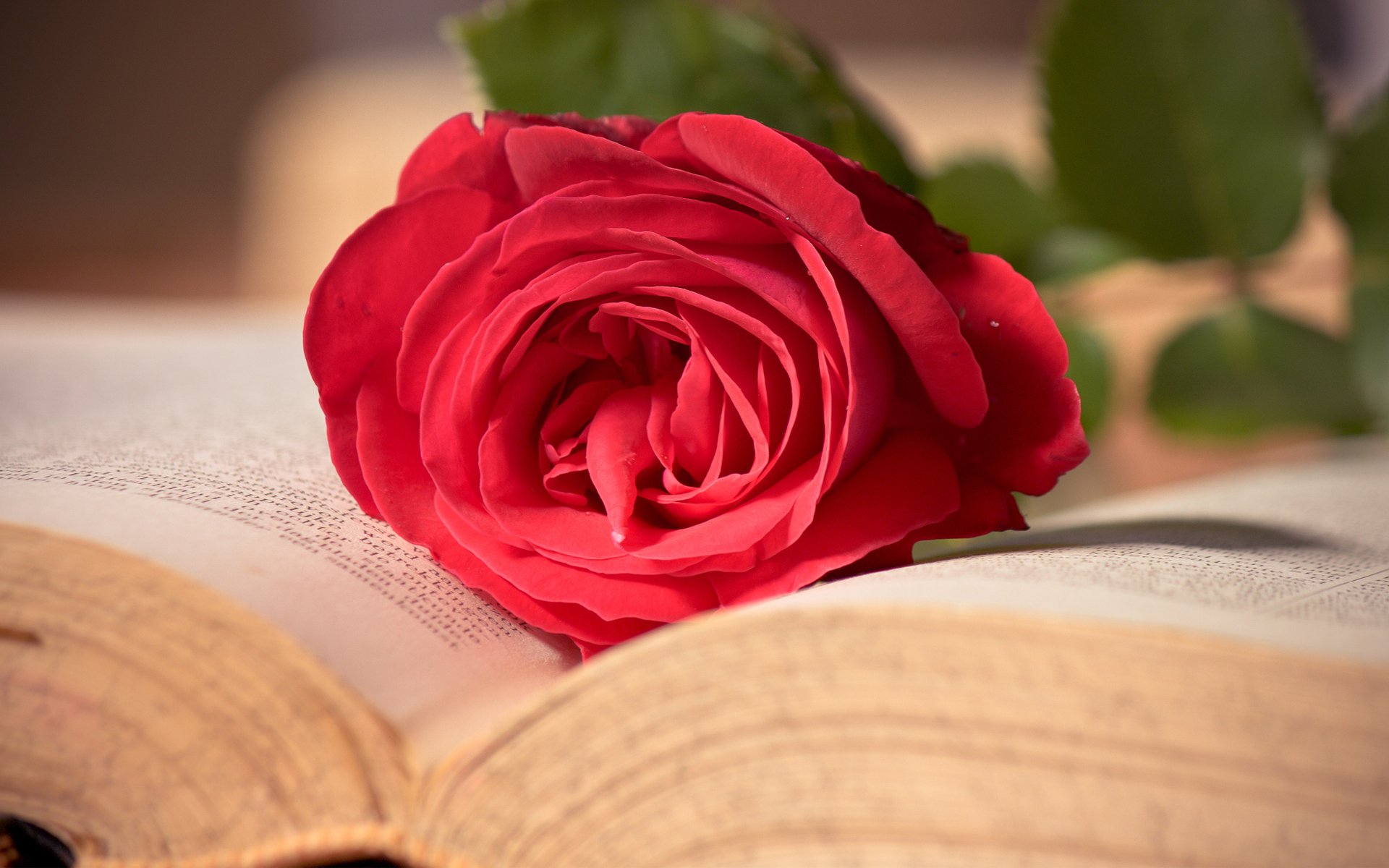 rose rouge rose livre fleur gros plan