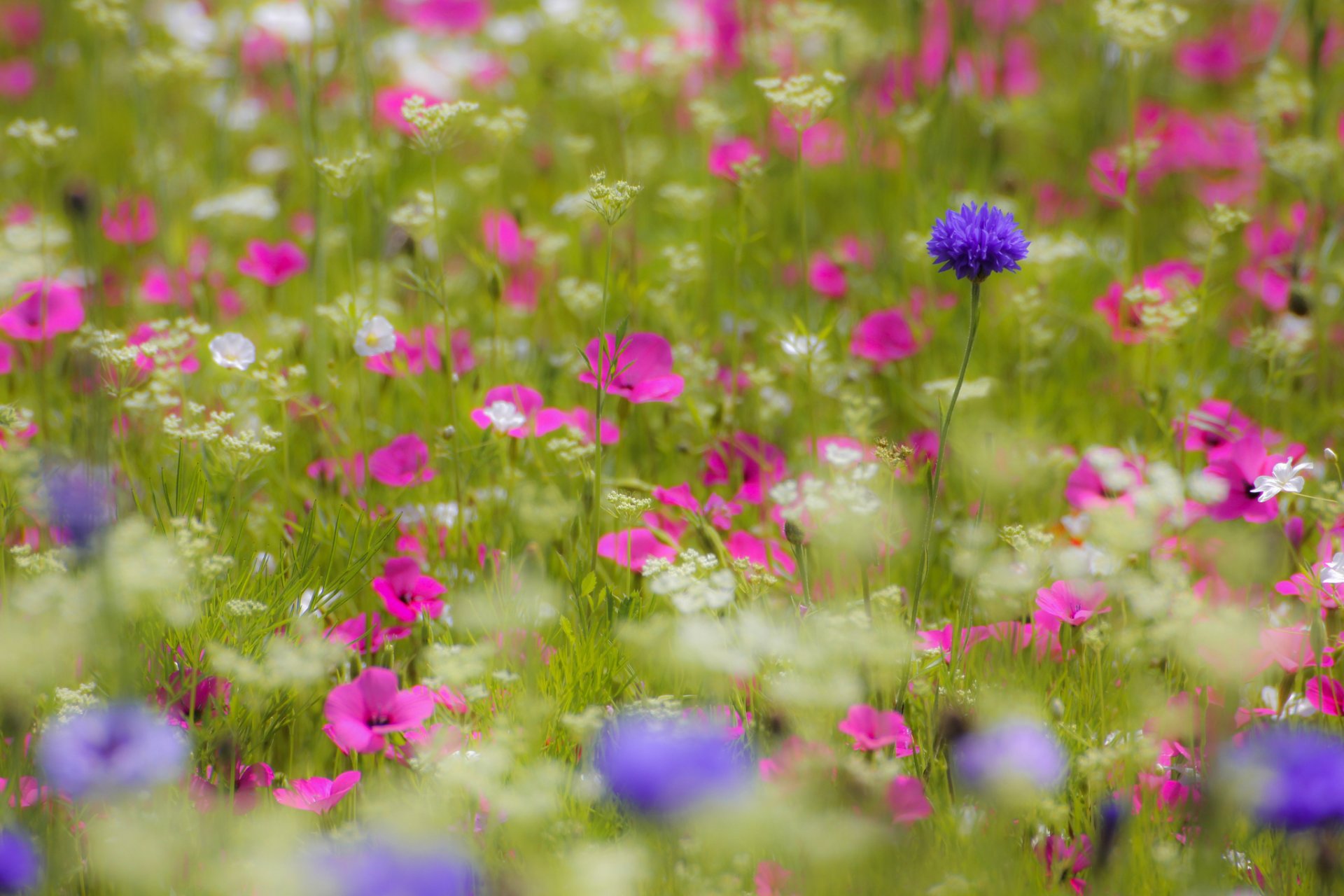 campo bianco rosa lilla fiori petali sfocatura