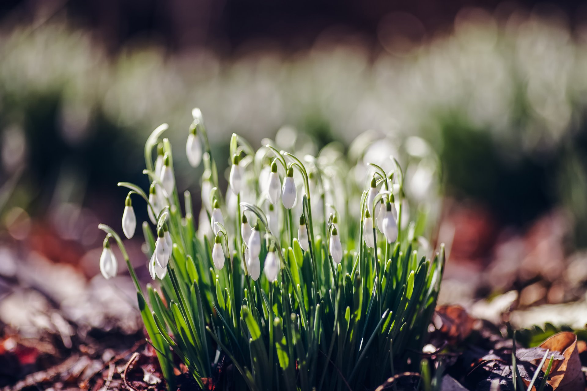 schneeglöckchen blumen frühling wald makro blendung unschärfe