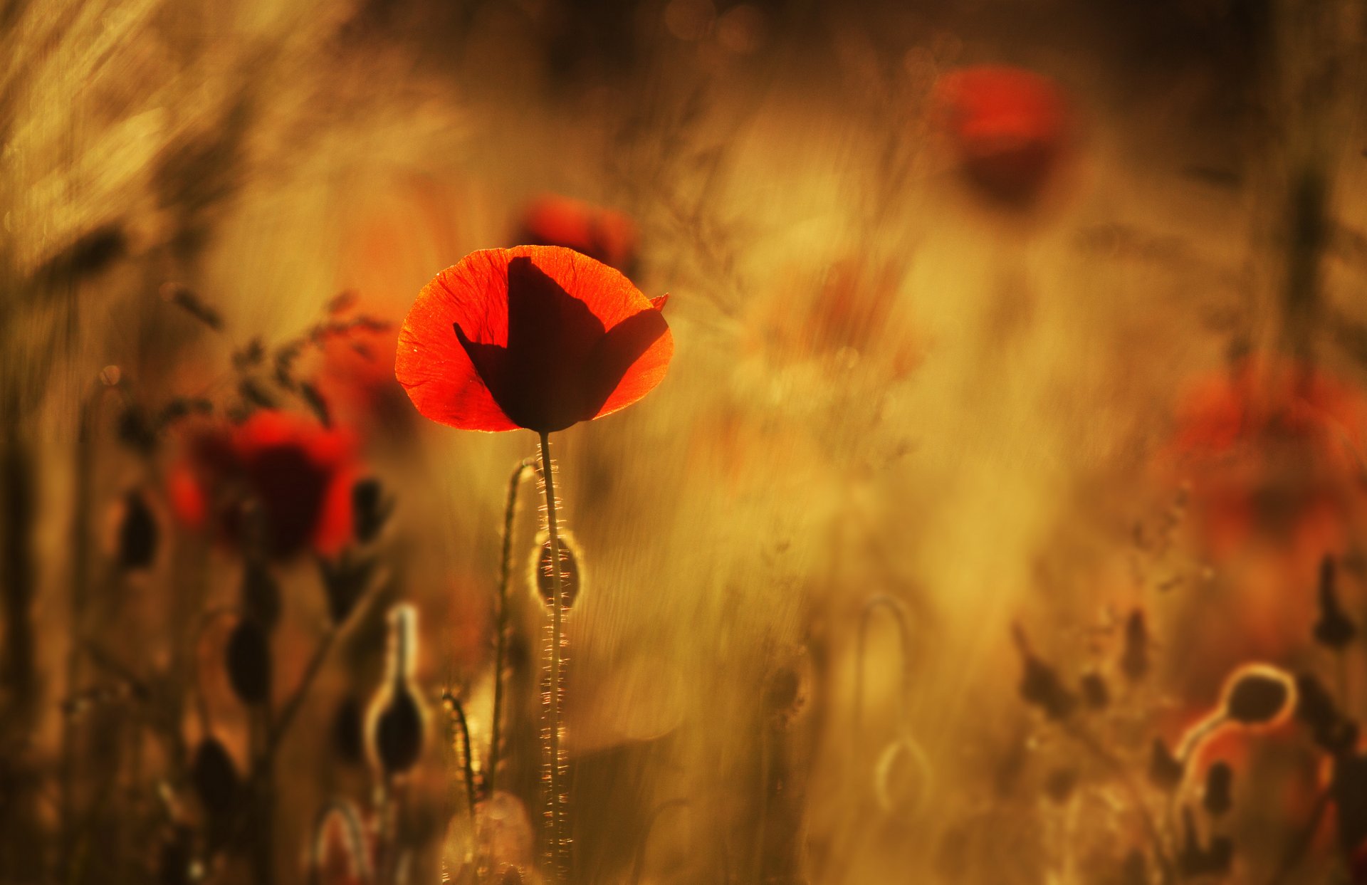 poppies red flower the field close up blur