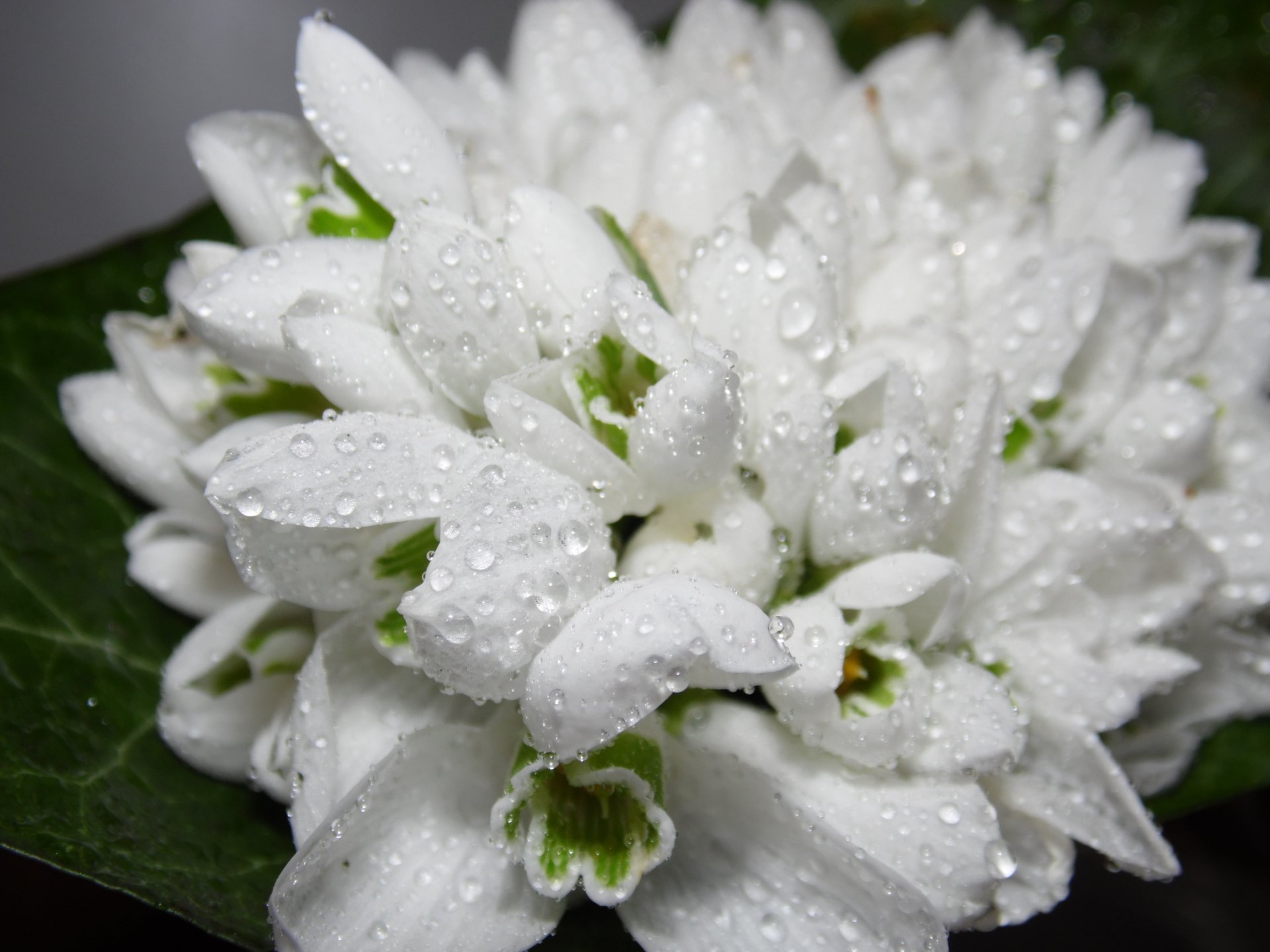 fleurs rosée gouttes printemps blanc perce-neige