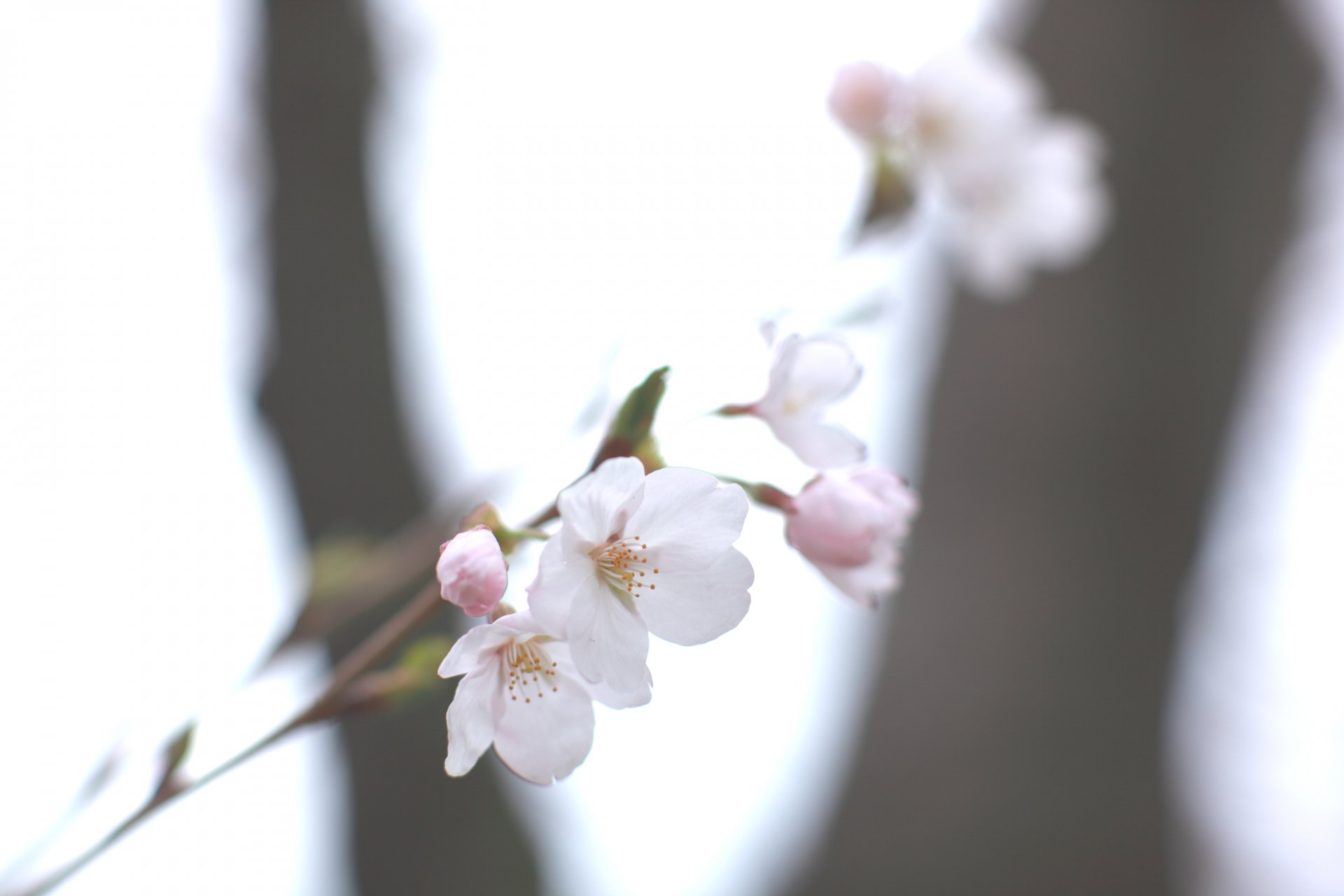 ciliegia sakura bianco ramoscello cielo primavera sfocatura luce