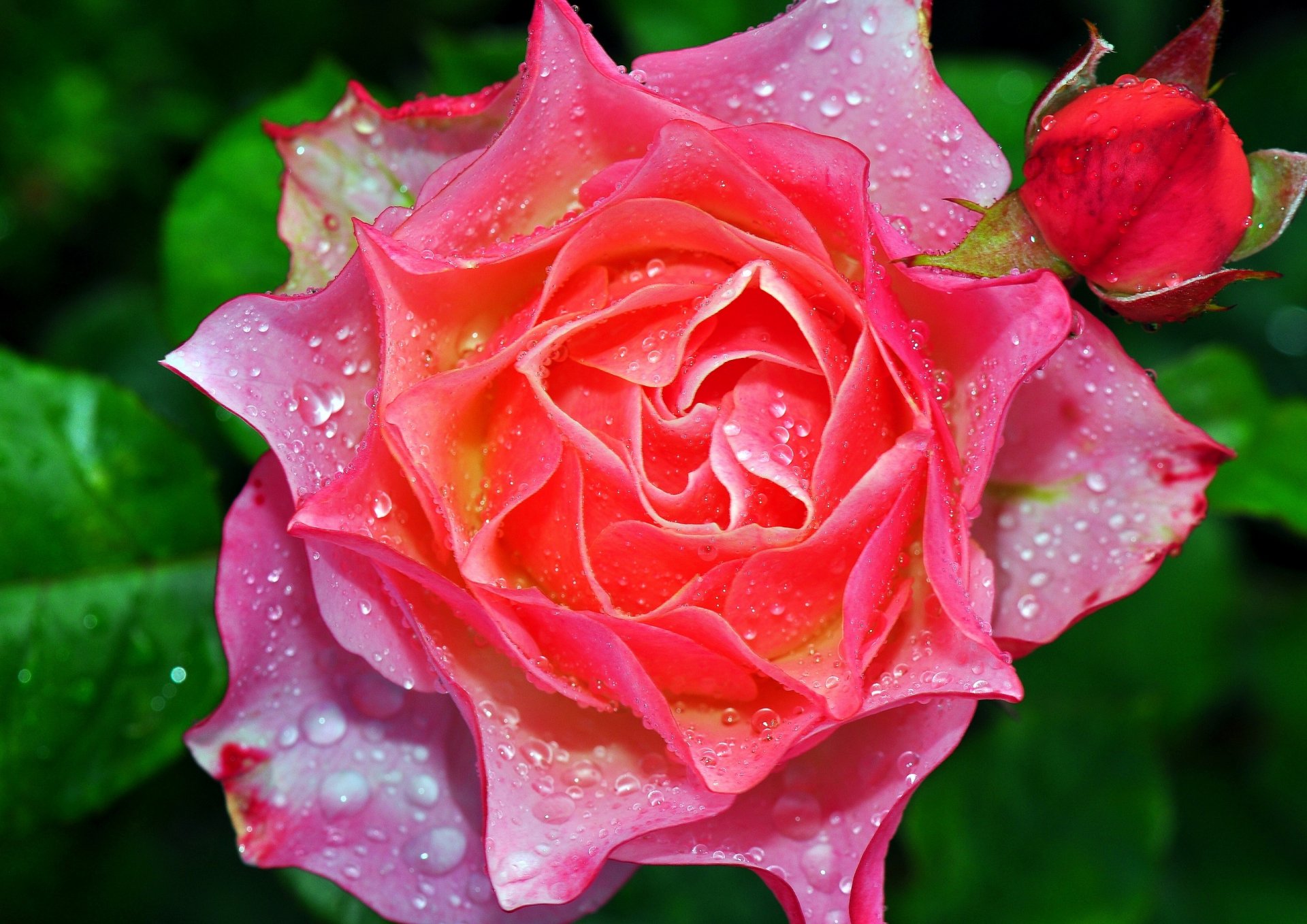 rose bud rosa drops close up petal