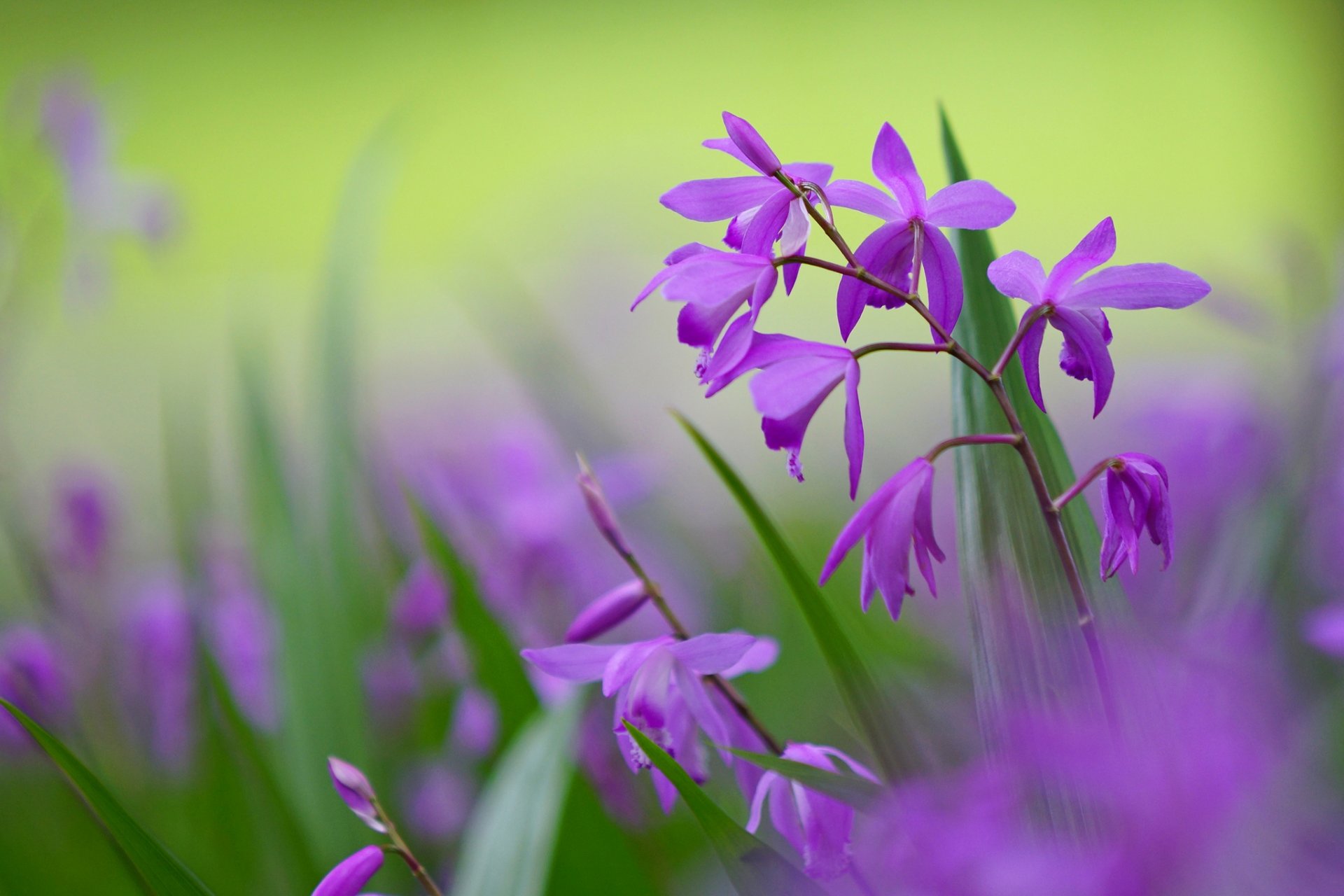 bletilla kwiaty liliowy płatki limonkowy tło makro rozmycie