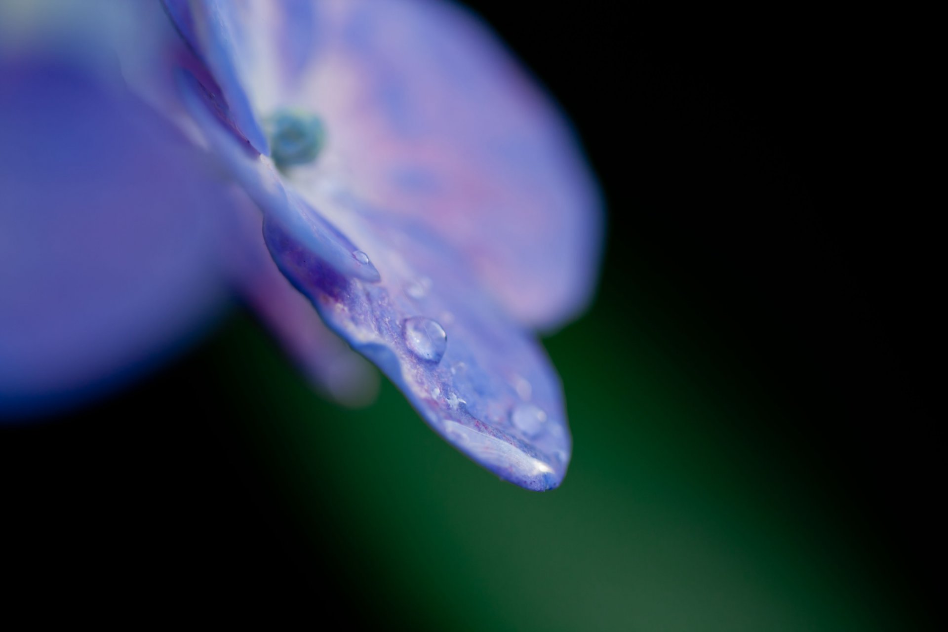 fleur violet hortensia pétale gouttes rosée eau couleur nature gros plan