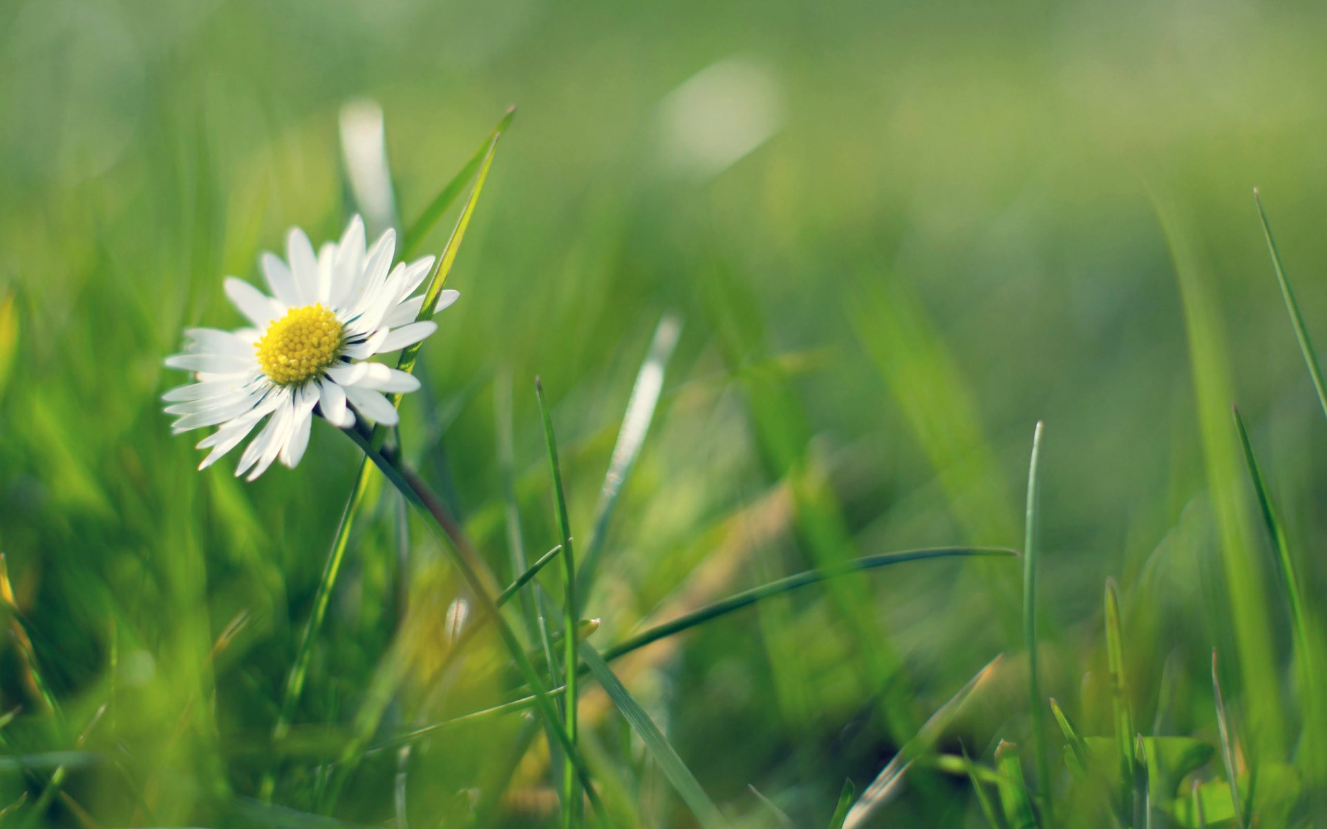 camomille herbe verdure