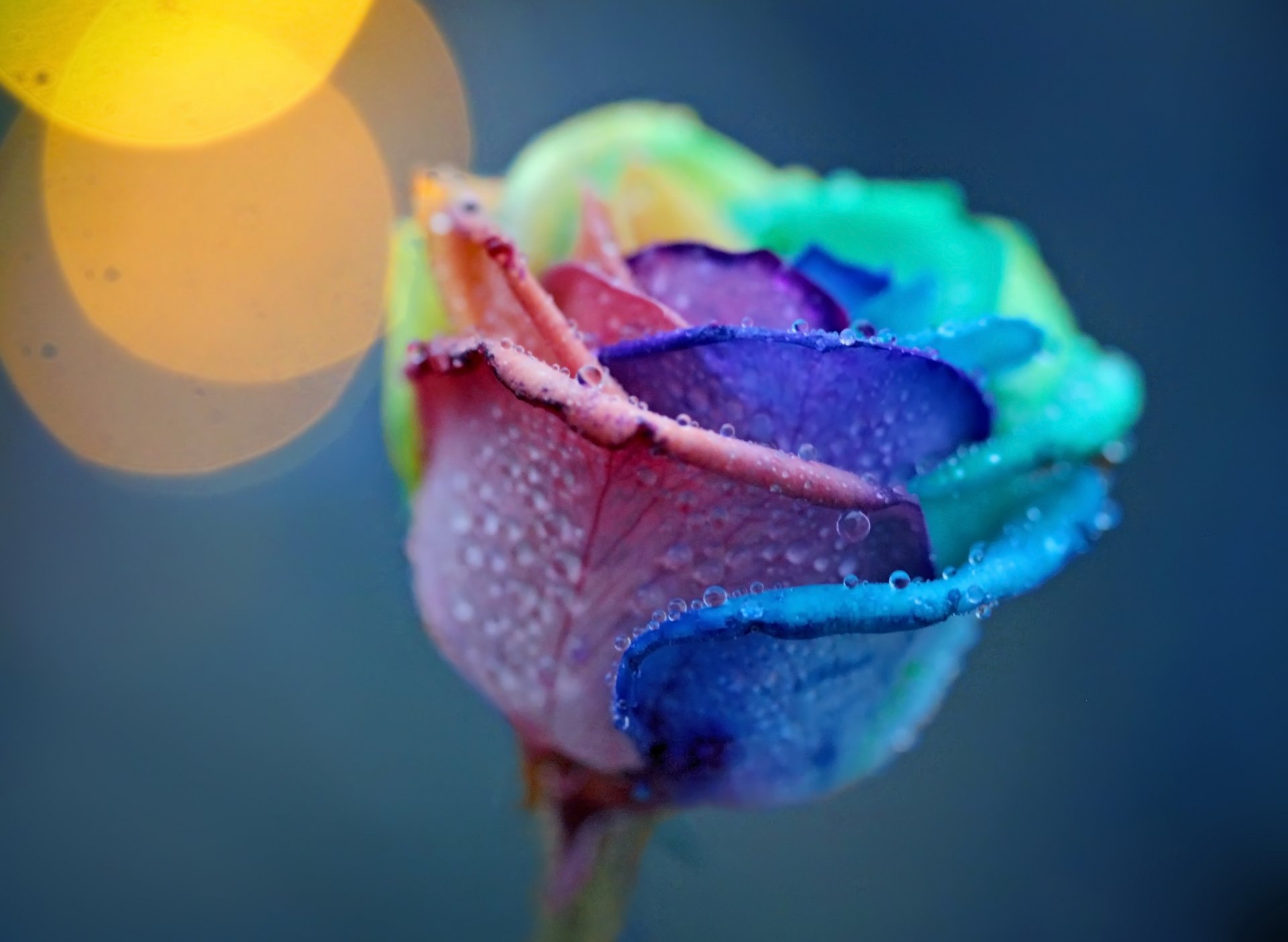 rose pétales gouttes rosée multicolore fleur macro lumière