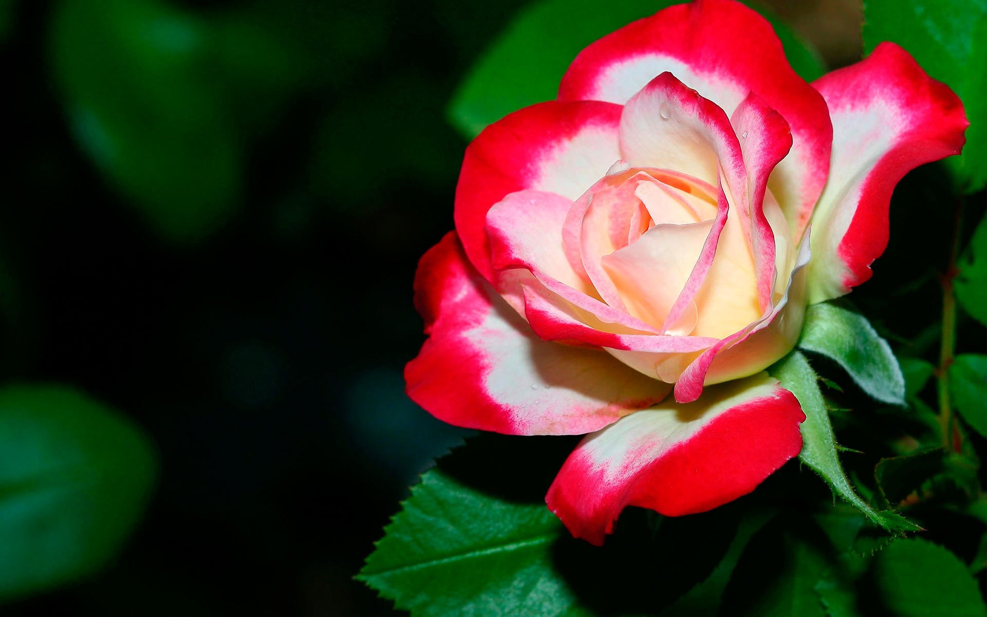 rosa rosso fiore fiori natura bocciolo petali foglie