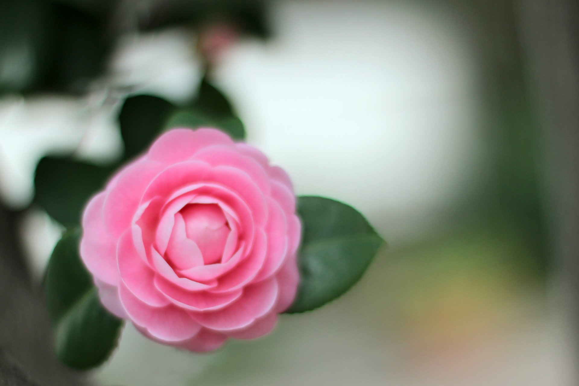 camellia pink flower petals leaves close up blur