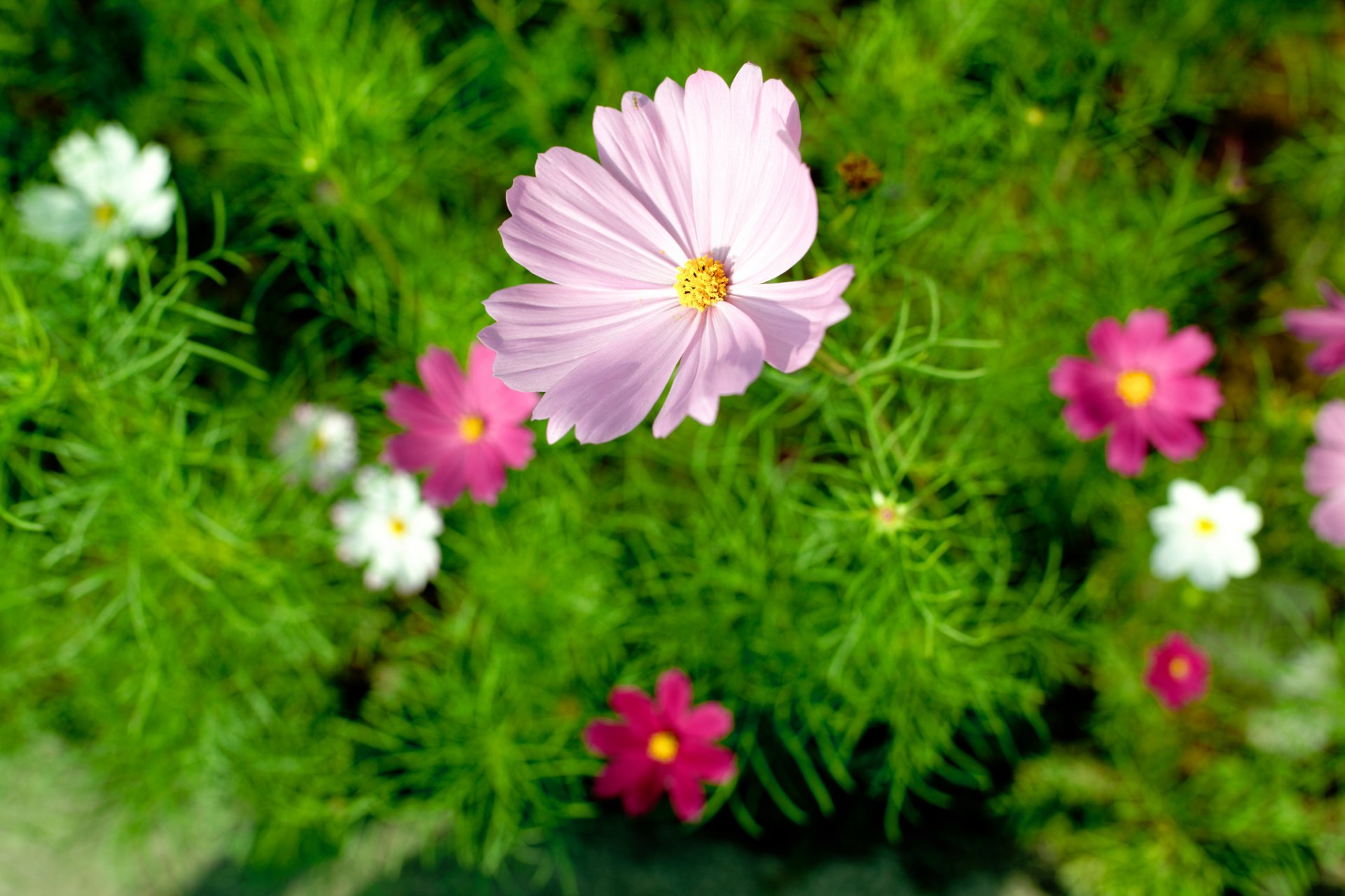 fleur été nature gros plan