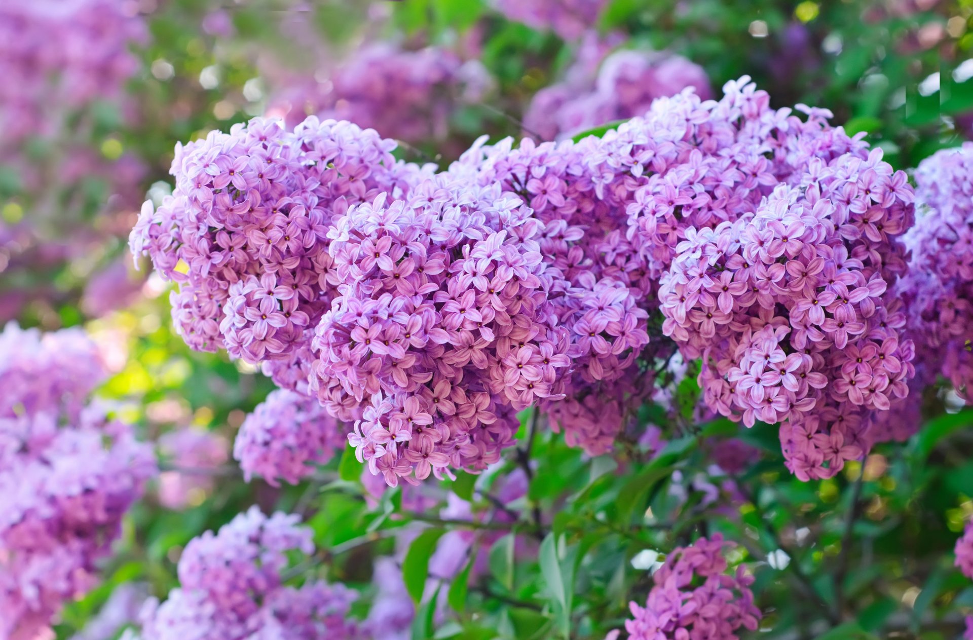 lilla cespuglio fiori viola lilla primavera