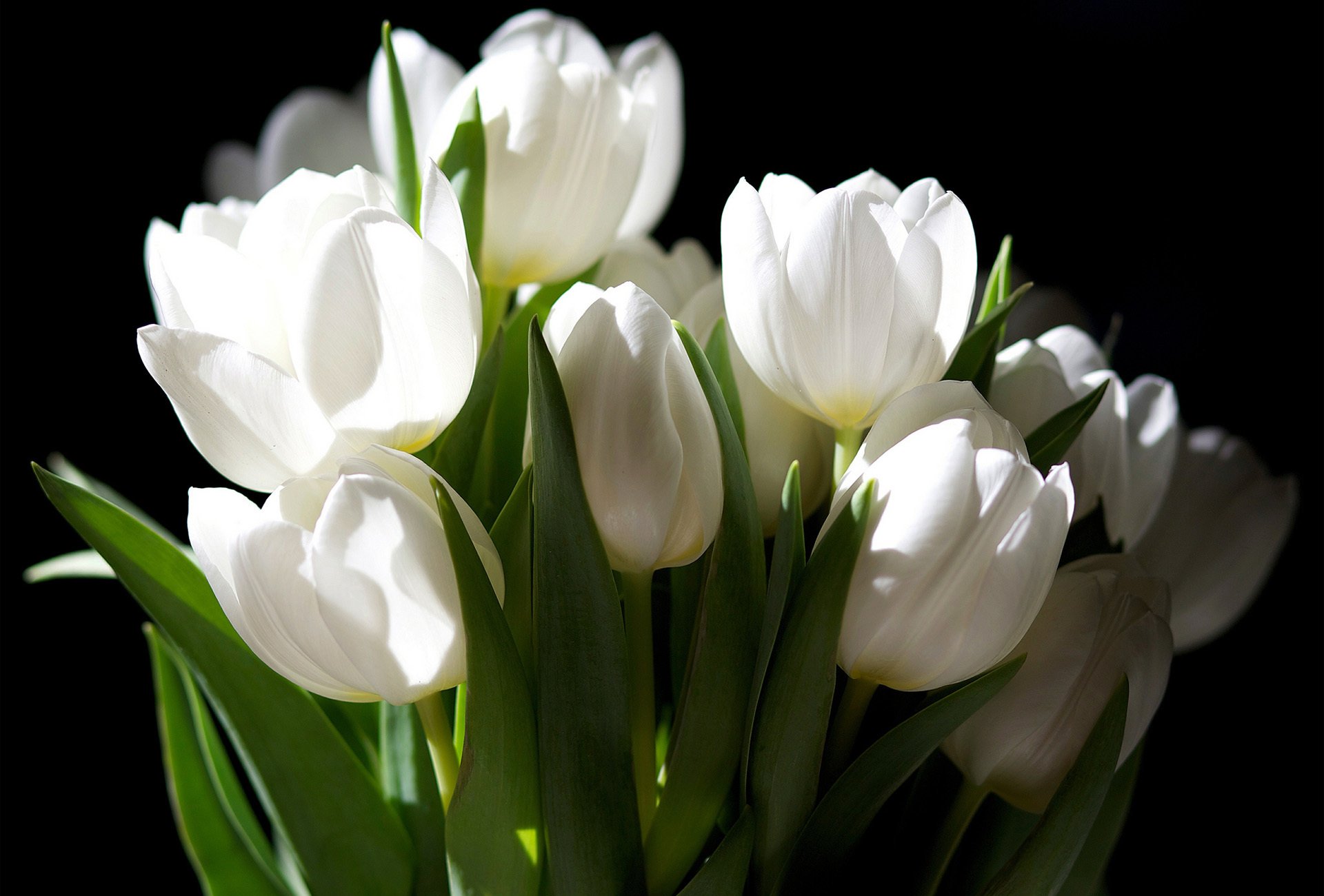 blumenstrauß blumen tulpen weiß dunkler hintergrund