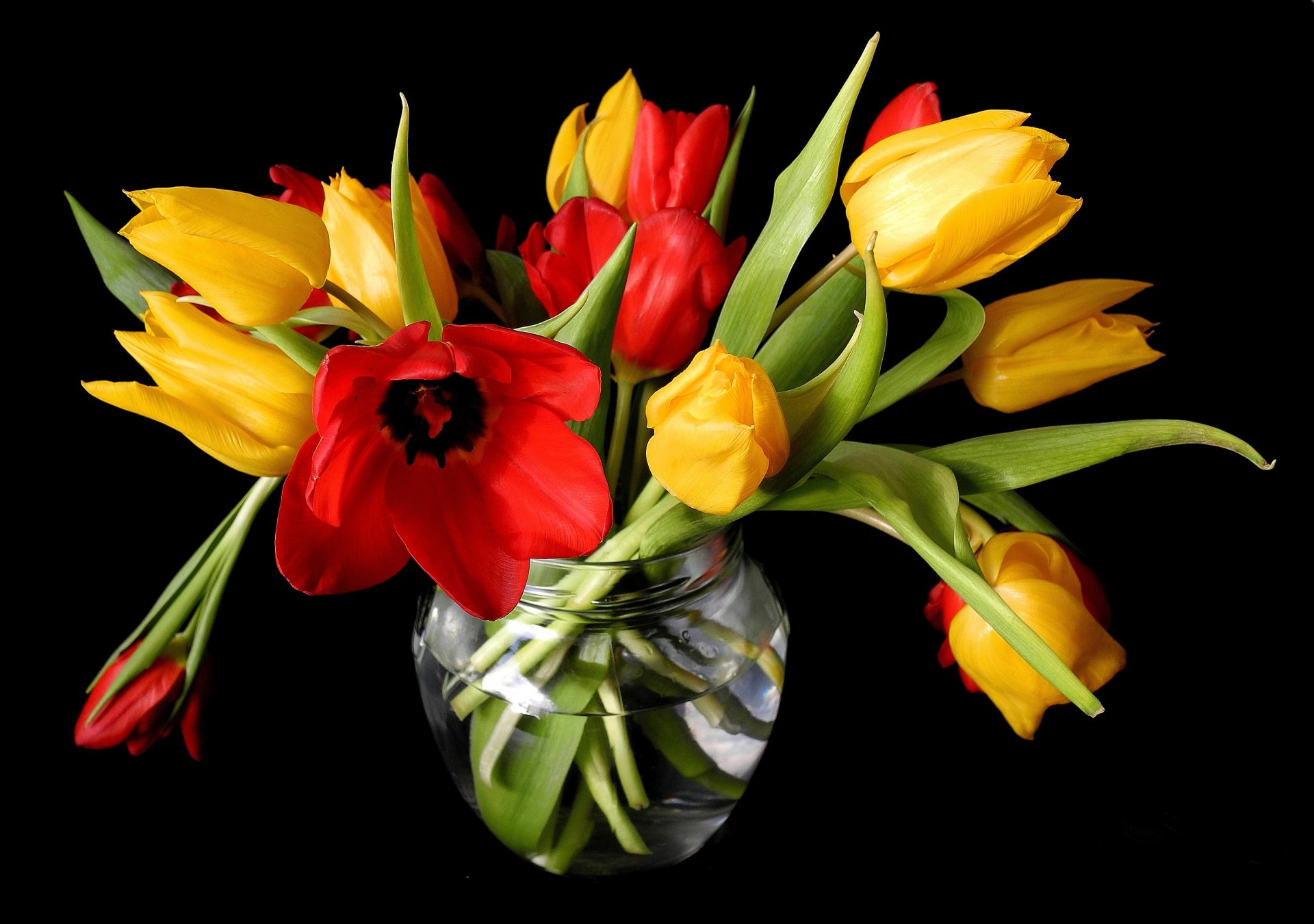 primavera tulipani giallo rosso vaso fiori boccioli sfondo nero