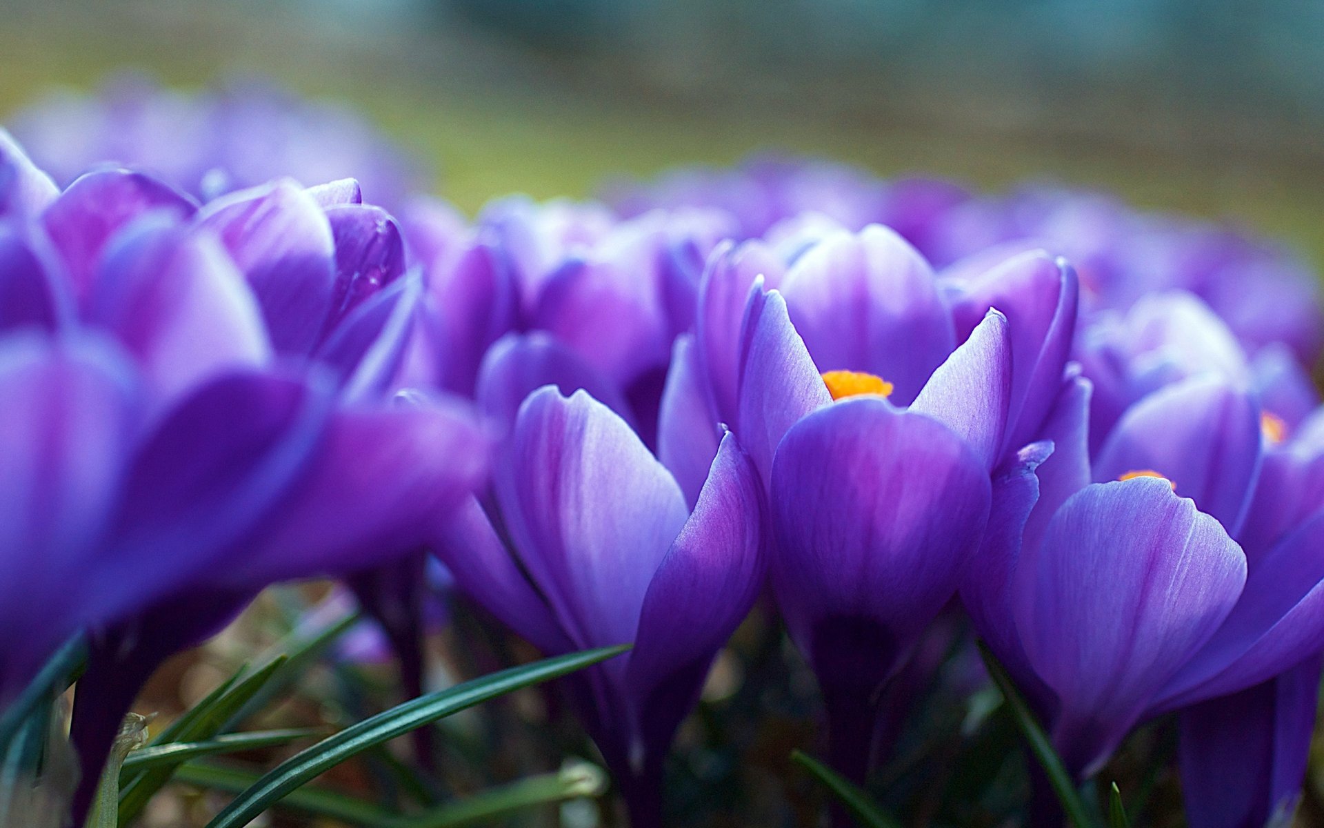 frühling blumen krokusse lila unschärfe