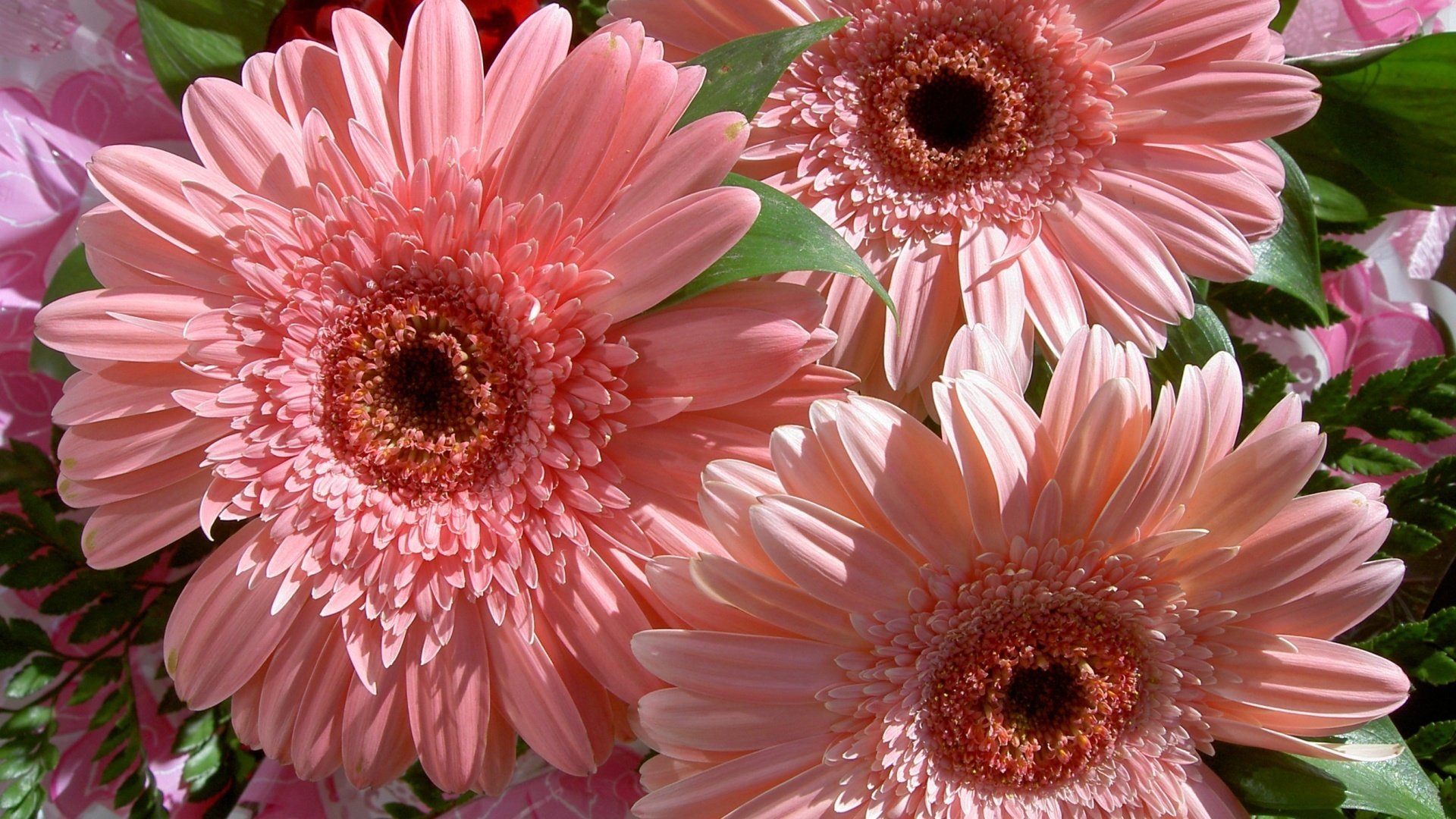 fiori fiore bouquet gerbera rosa bello delicato natura