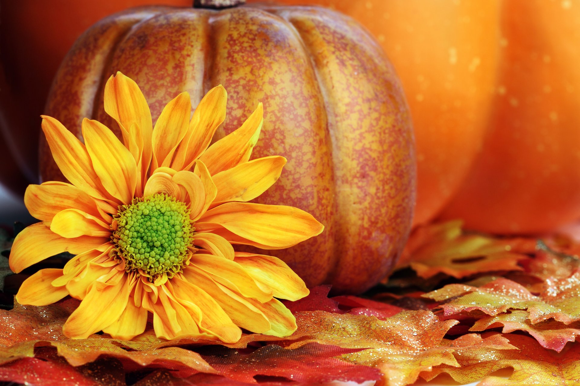 flor amarillo pétalos calabaza hojas otoño