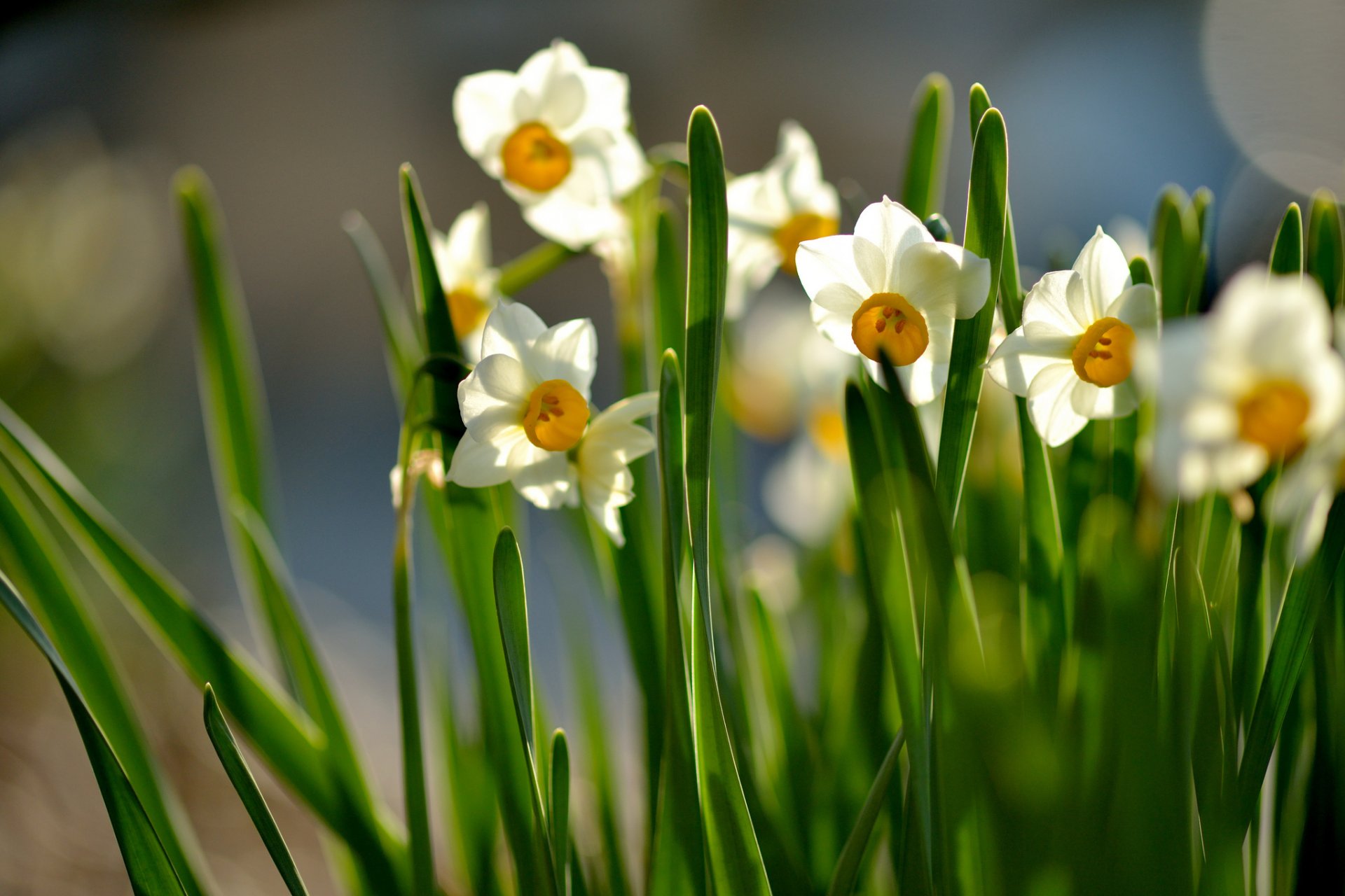 narzissen frühling blumen blüte sonnig blätter