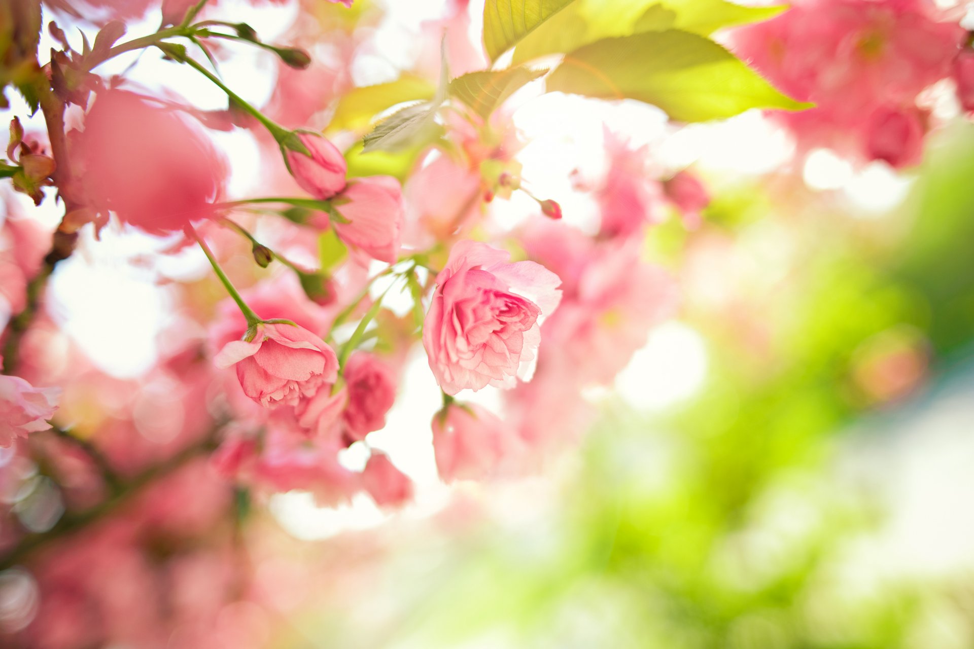 tree branches pink flower leaves spring