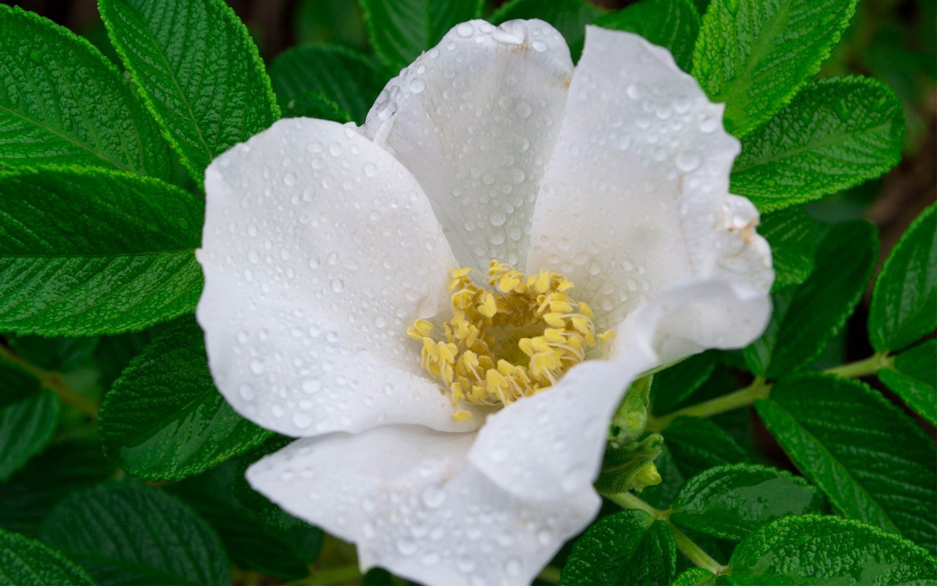 fleur blanc rose musquée feuilles rosée gouttes gros plan