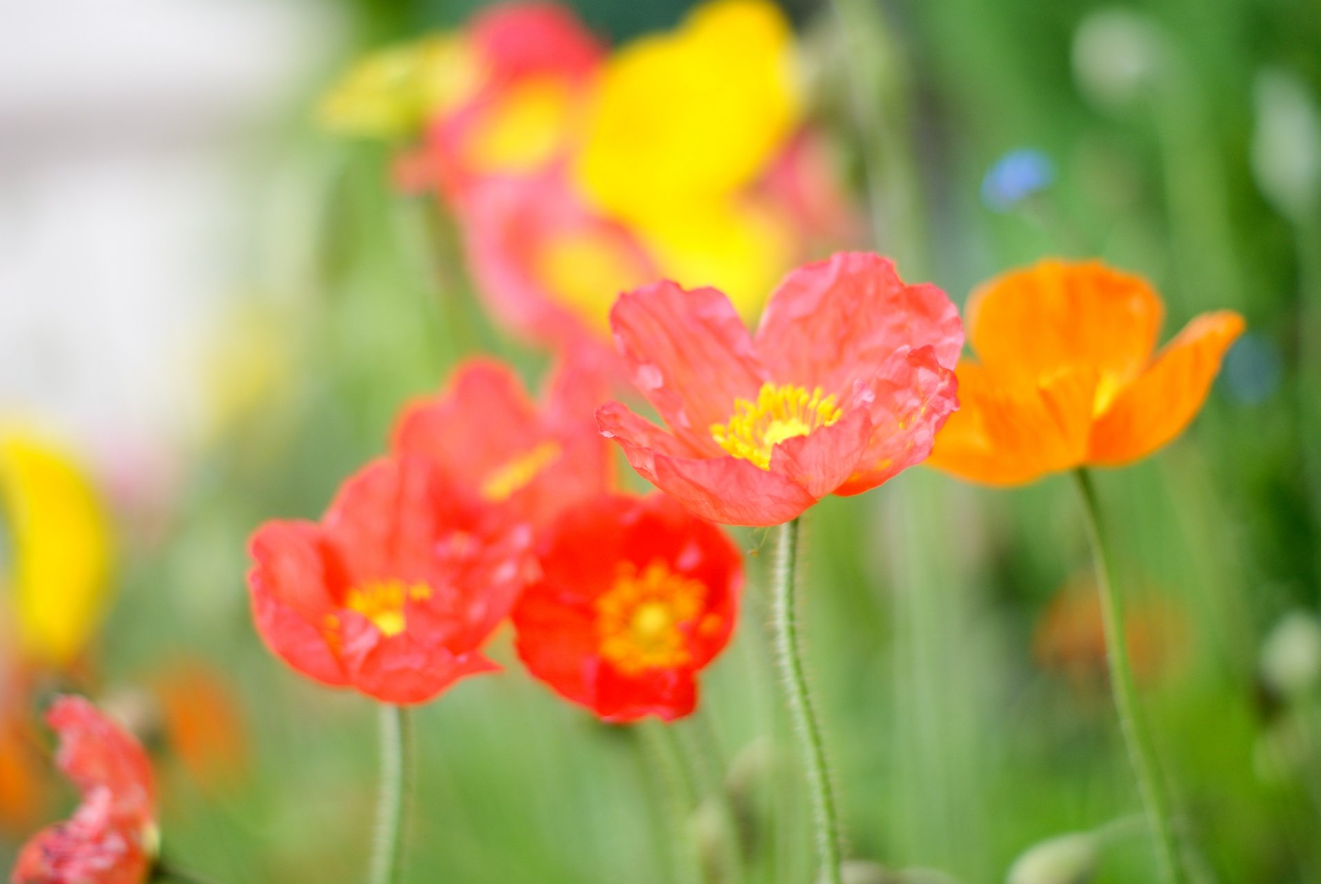 papavero fiore di campo rosso arancione rosa luminoso petali di colore verde radura luce calda estate