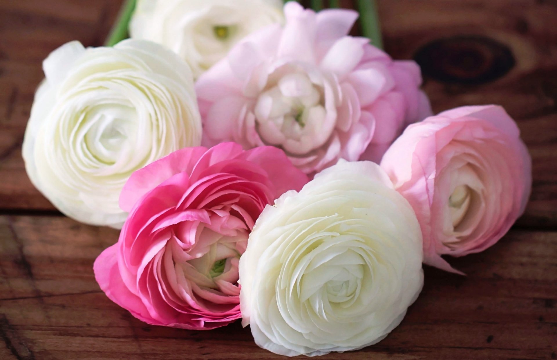 buttercups ranunculus flower buds petals white pink