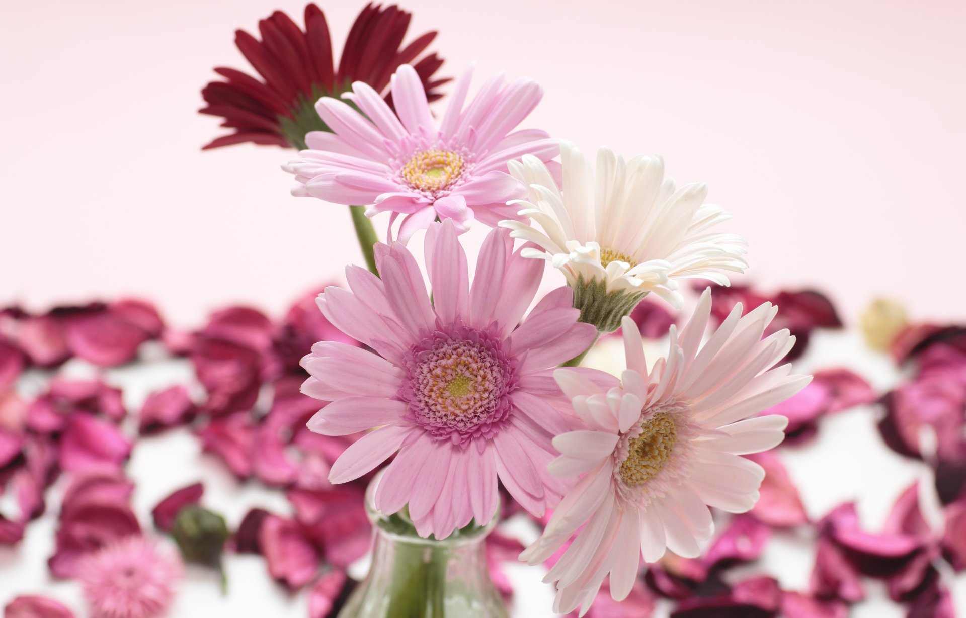 gerberas rosa blanco rojo flores pétalos florero